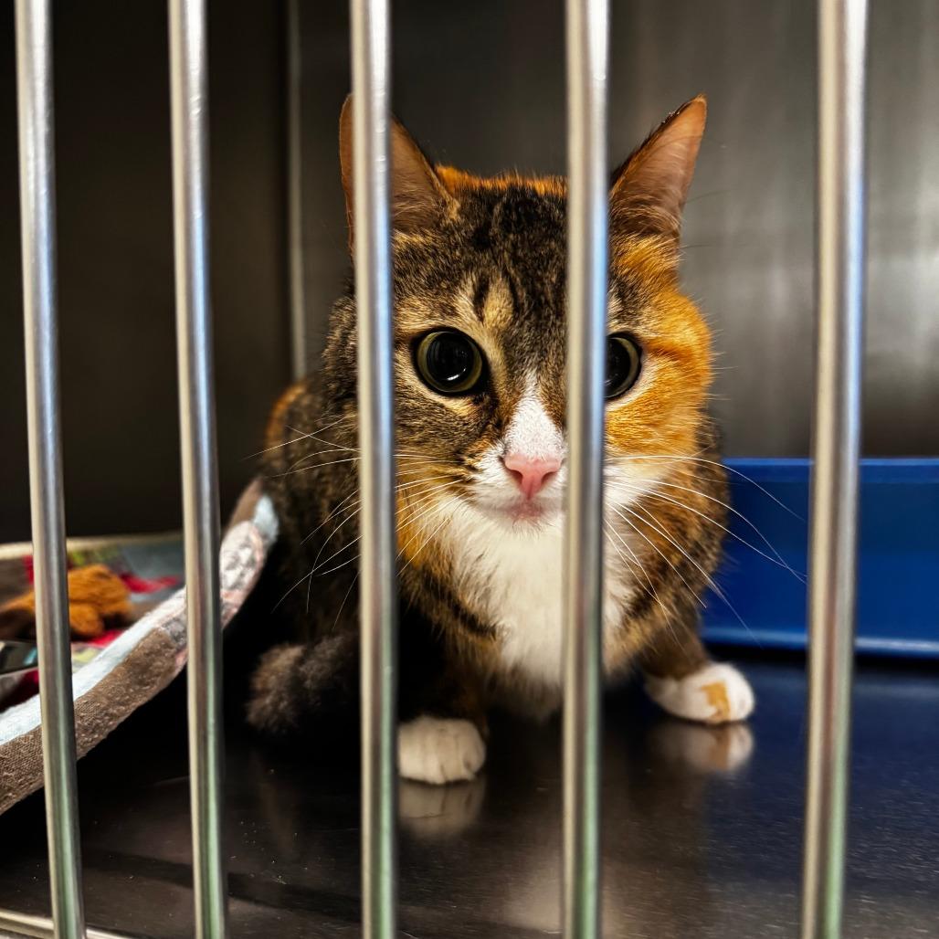 Enlarge Pepper, a Adoptable Domestic Short Hair in South Haven, MI image 1/3