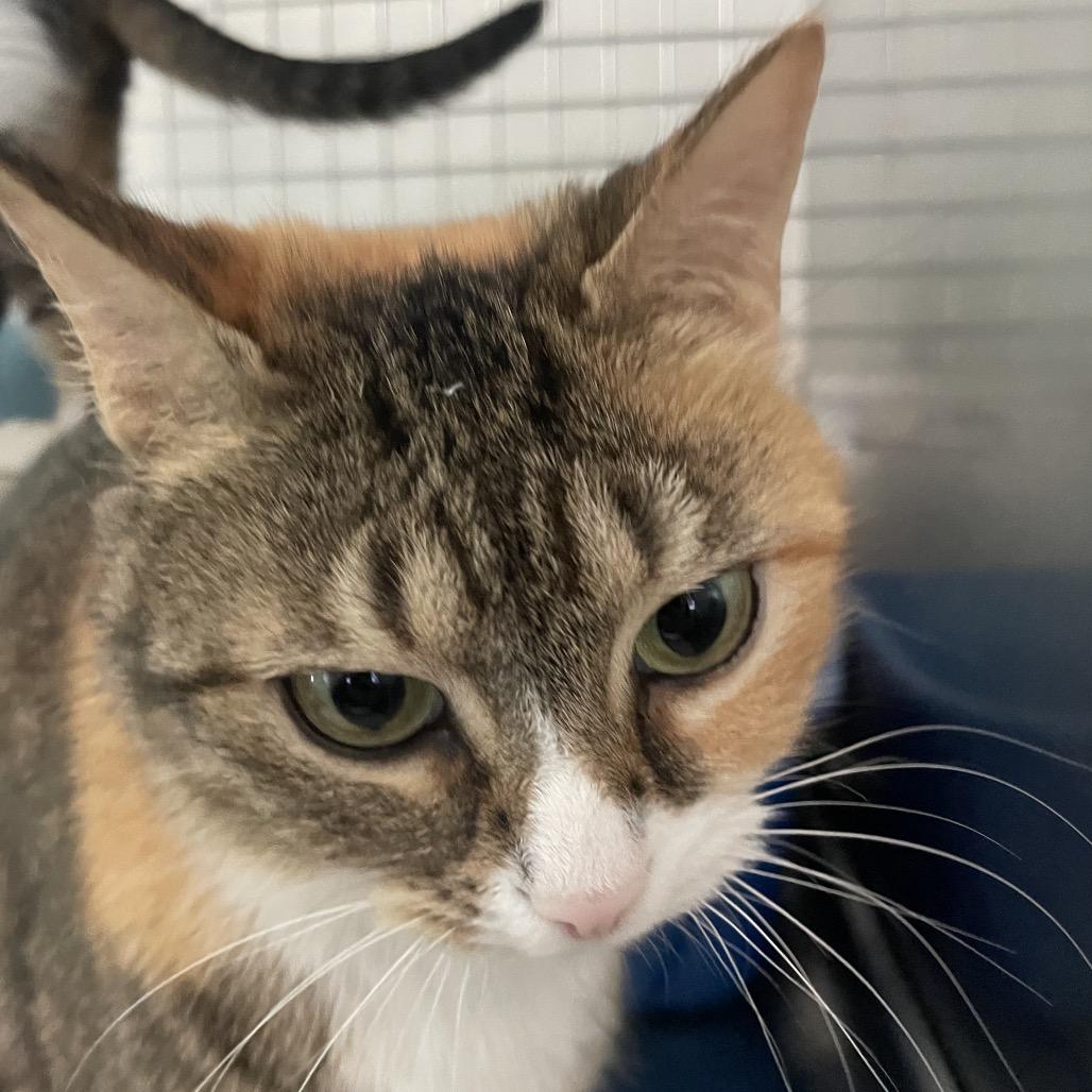 Pepper, Adoptable, Adult Female Domestic Short Hair.