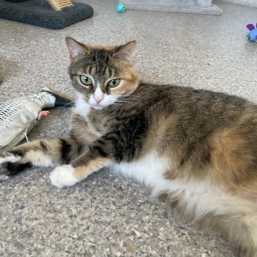 Pepper, a Adoptable Domestic Short Hair in South Haven, MI image 2/6