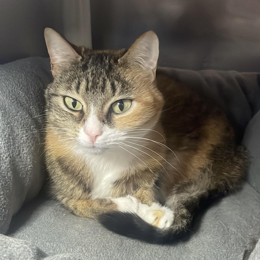 Enlarge Pepper, a Adoptable Domestic Short Hair in South Haven, MI image 2/3
