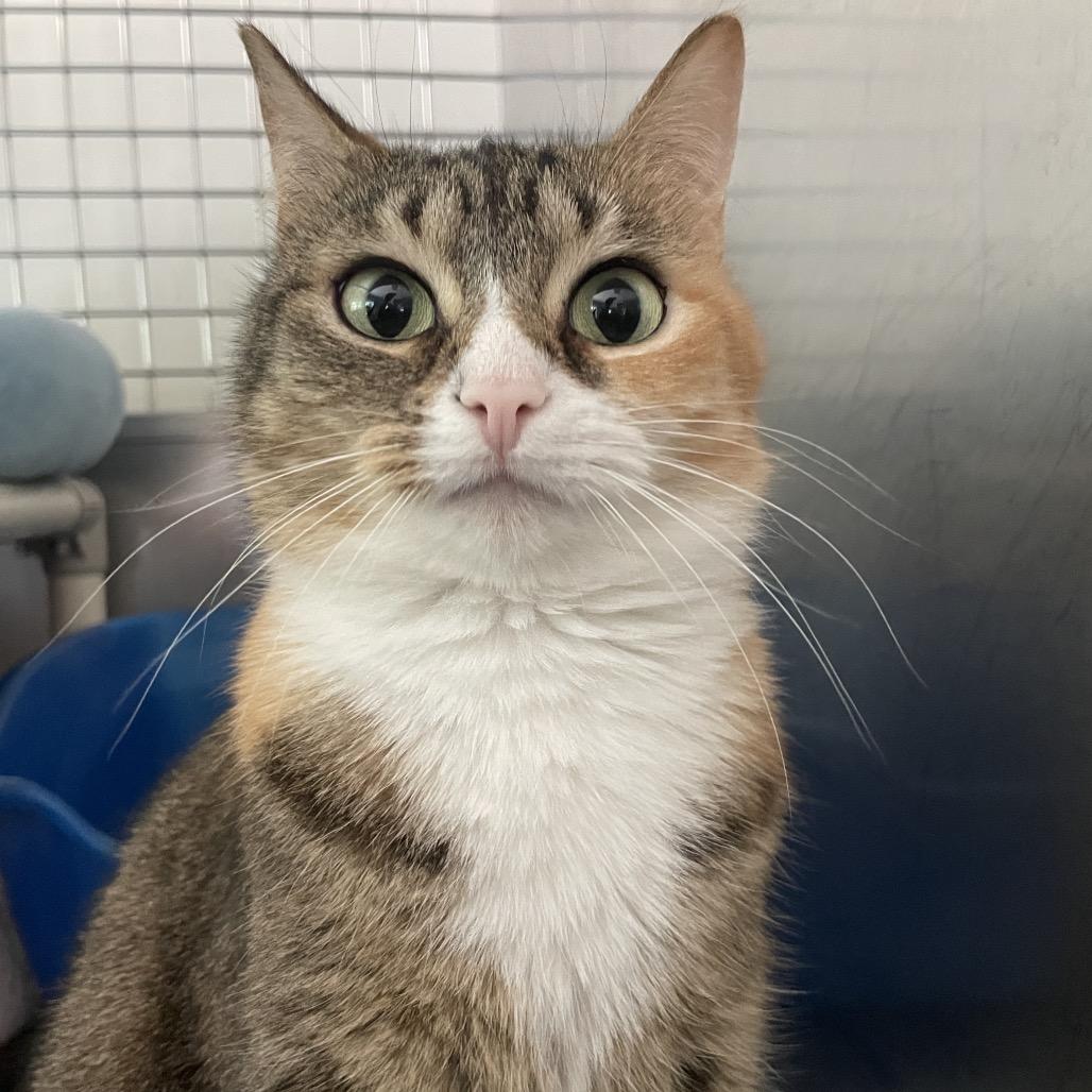 Pepper, a Adoptable Domestic Short Hair in South Haven, MI image 5/6