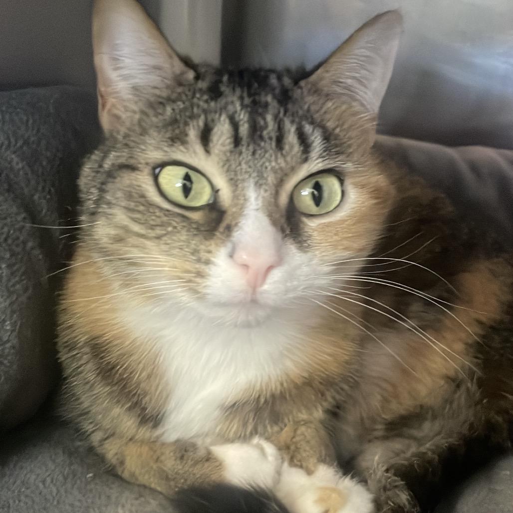 Enlarge Pepper, a Adoptable Domestic Short Hair in South Haven, MI image 3/3