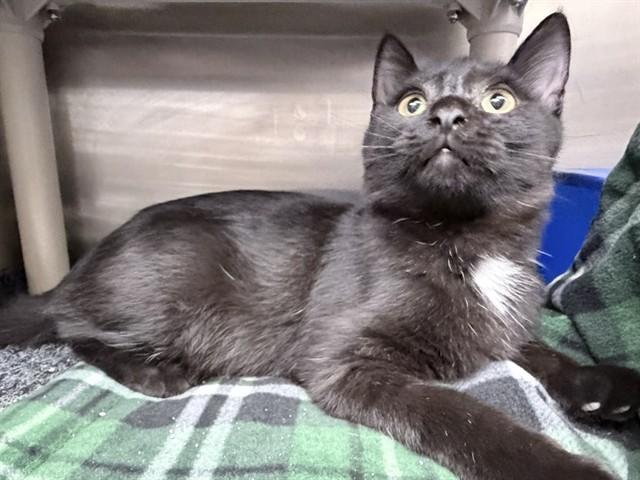 Enlarge COLBOLT, a Adoptable Domestic Short Hair in Ames, IA image 1/1