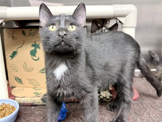 COLBOLT, Adoptable, Kitten Male Domestic Short Hair.