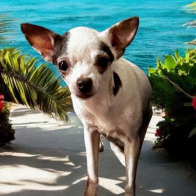 Molly, Adoptable, Senior Female Chihuahua.