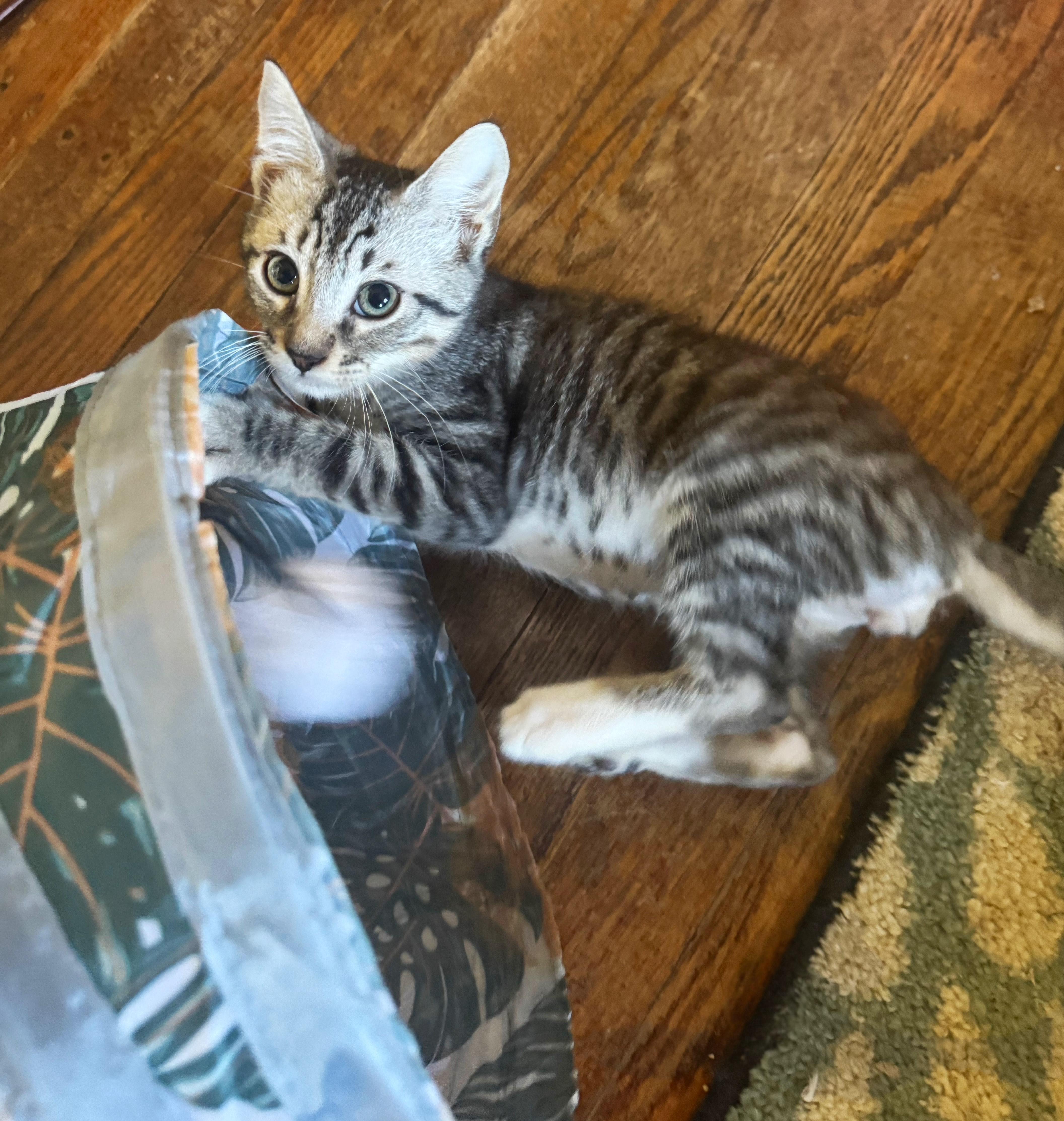 Sprout, Adopted, Kitten Male Domestic Short Hair.