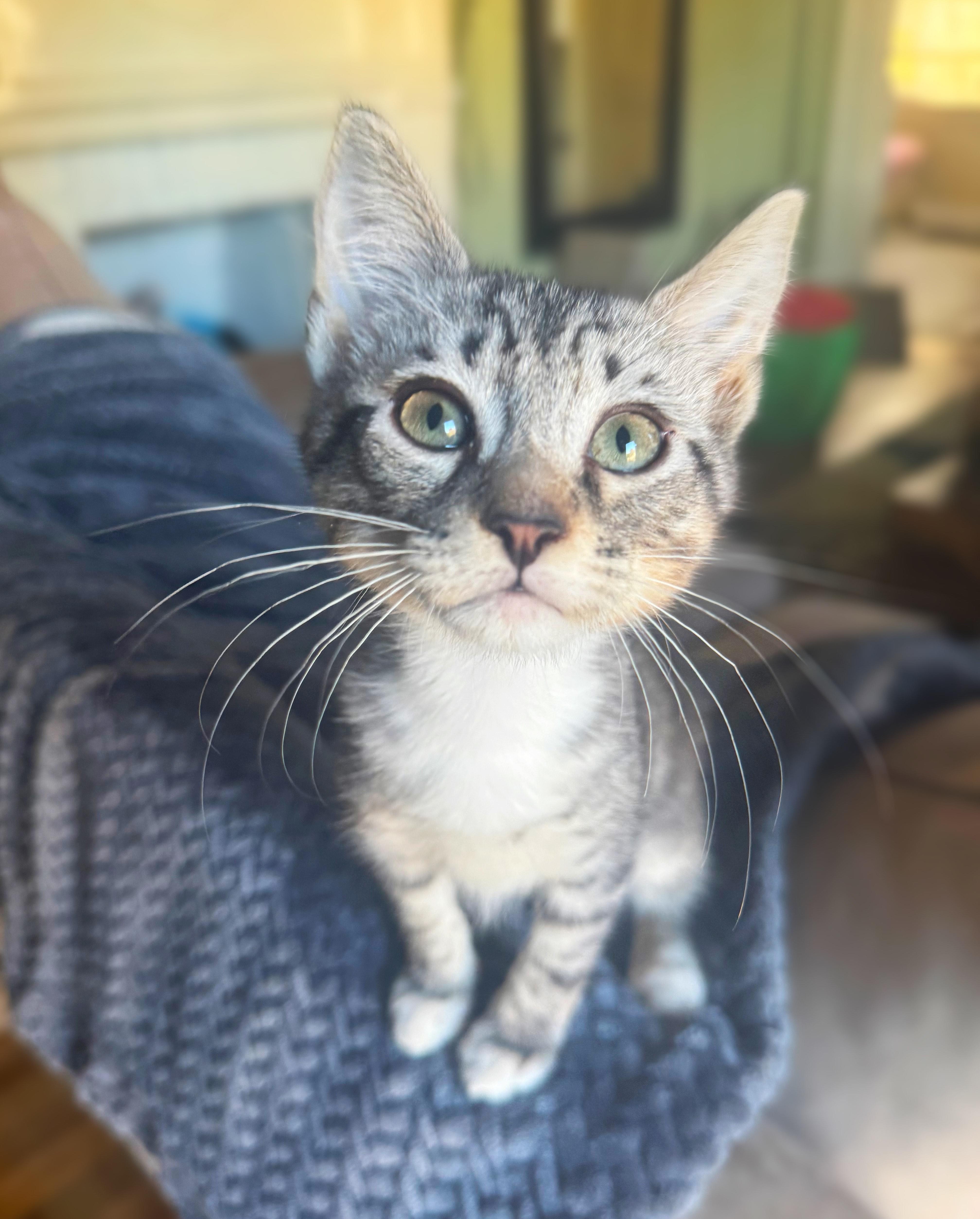 Enlarge Sprout, a Adopted Domestic Short Hair in Greenville, SC image 5/5