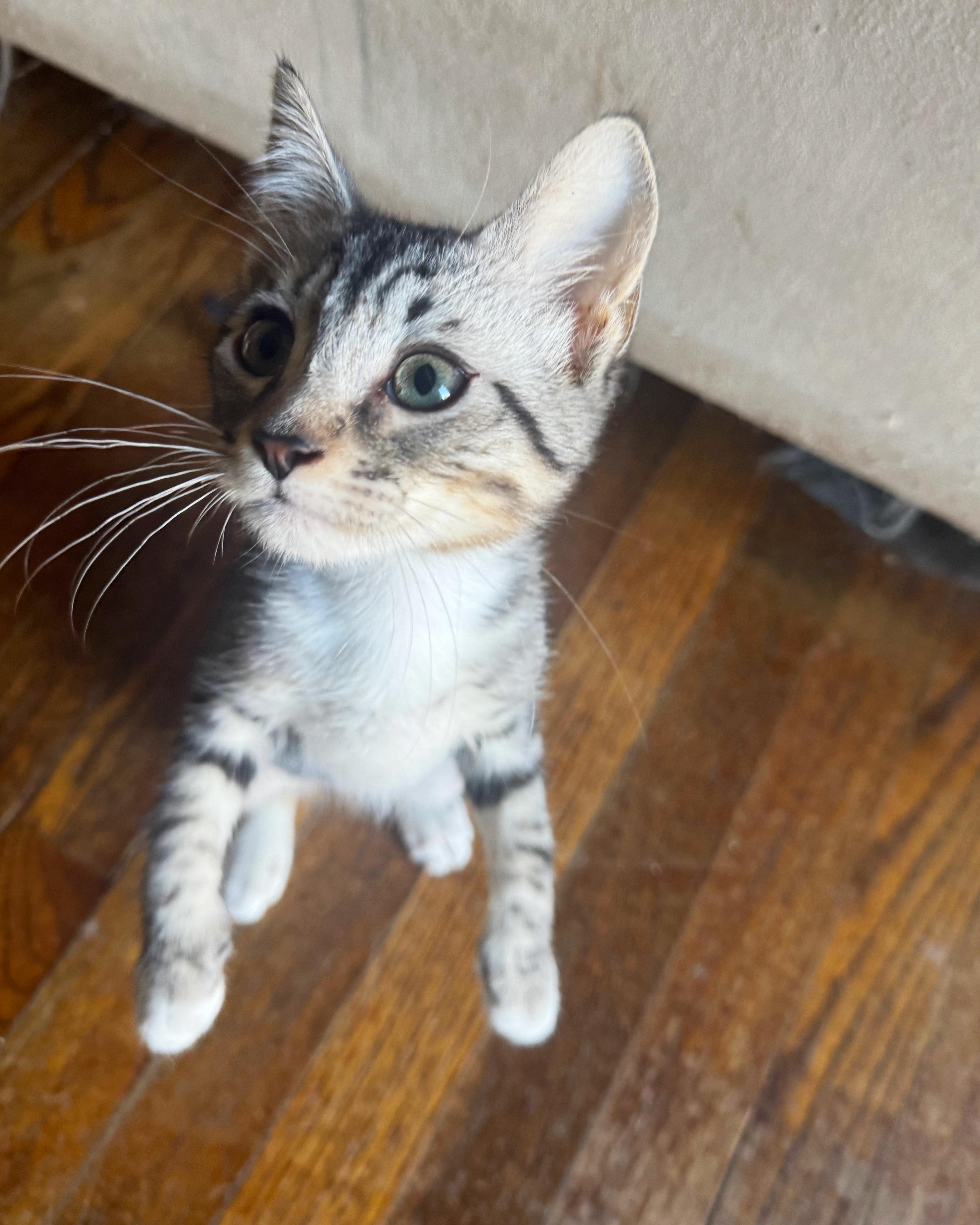 Enlarge Sprout, a Adopted Domestic Short Hair in Greenville, SC image 4/5