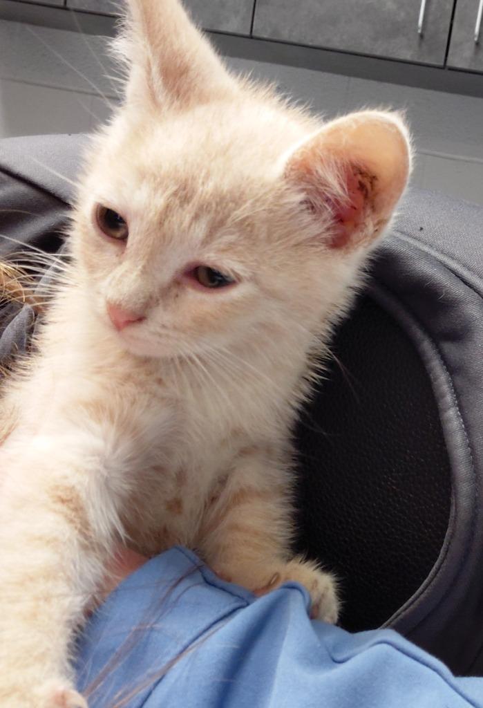 Kade, Adoptable, Kitten Male Domestic Short Hair.