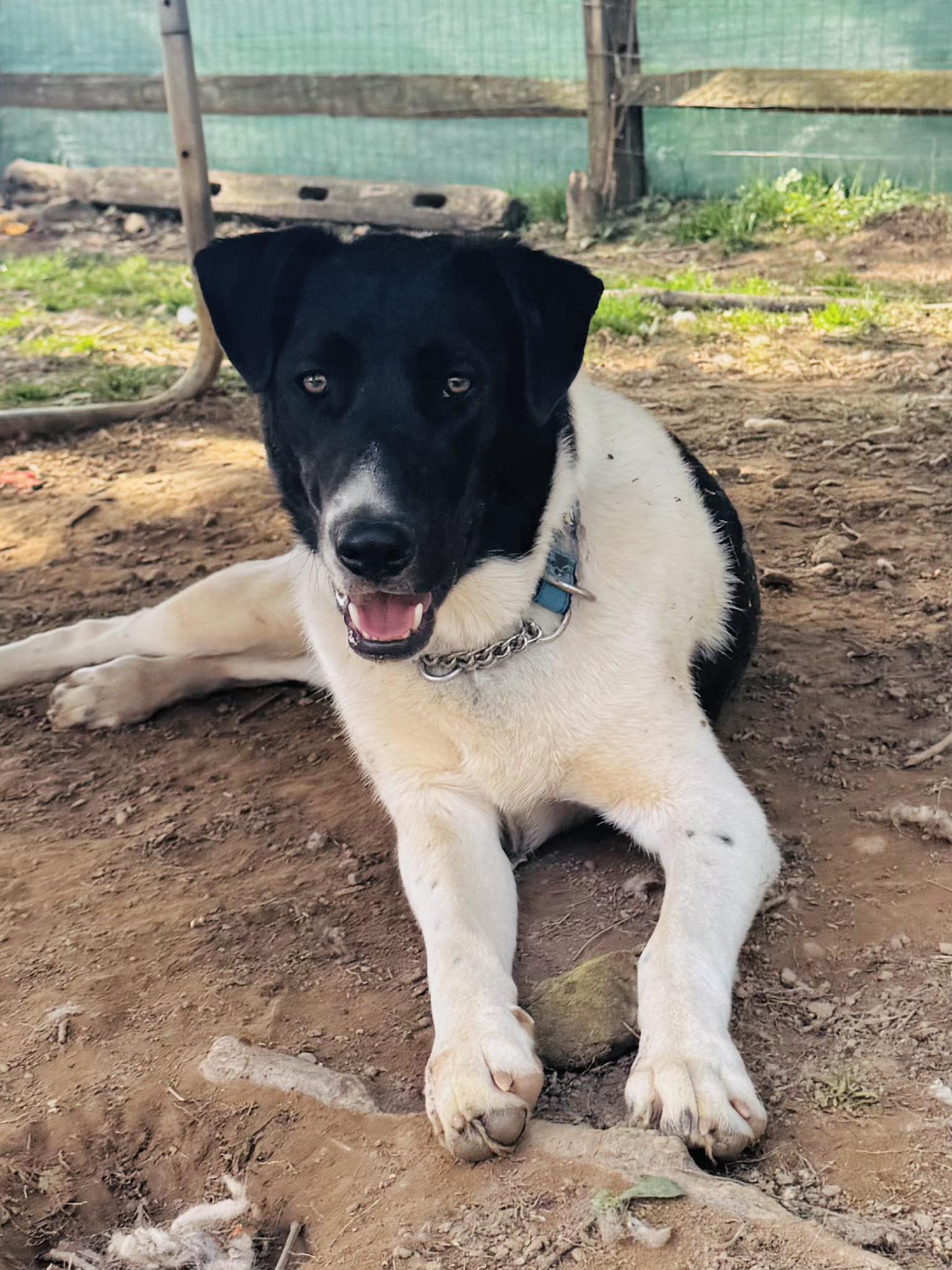 Armageddon, ADOPTABLE, Young Male Mixed Breed.