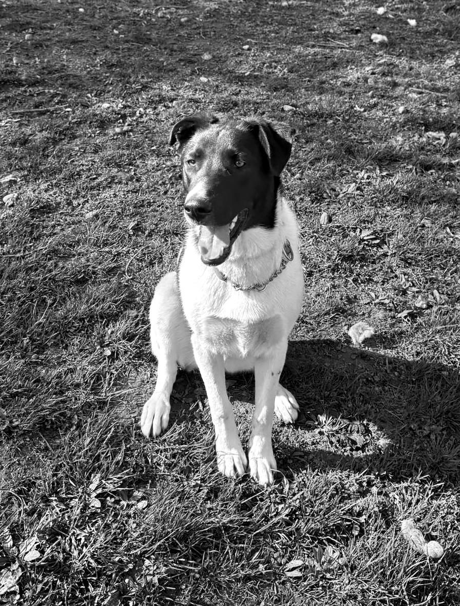 Enlarge Armageddon, a ADOPTABLE Mixed Breed in Jarrettsville, MD image 2/3