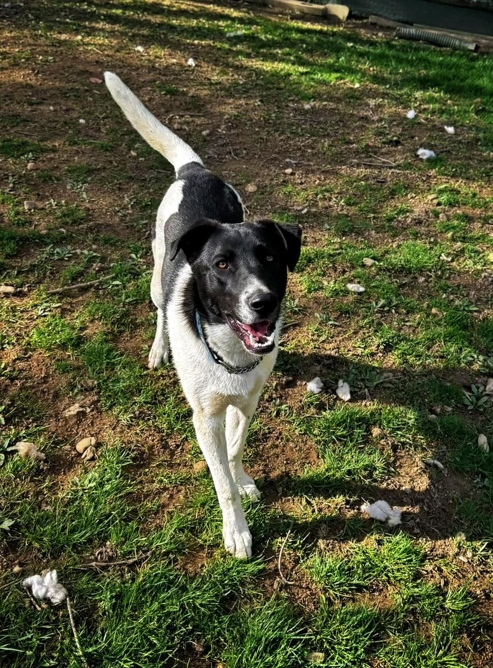 Enlarge Armageddon, a ADOPTABLE Mixed Breed in Jarrettsville, MD image 3/3