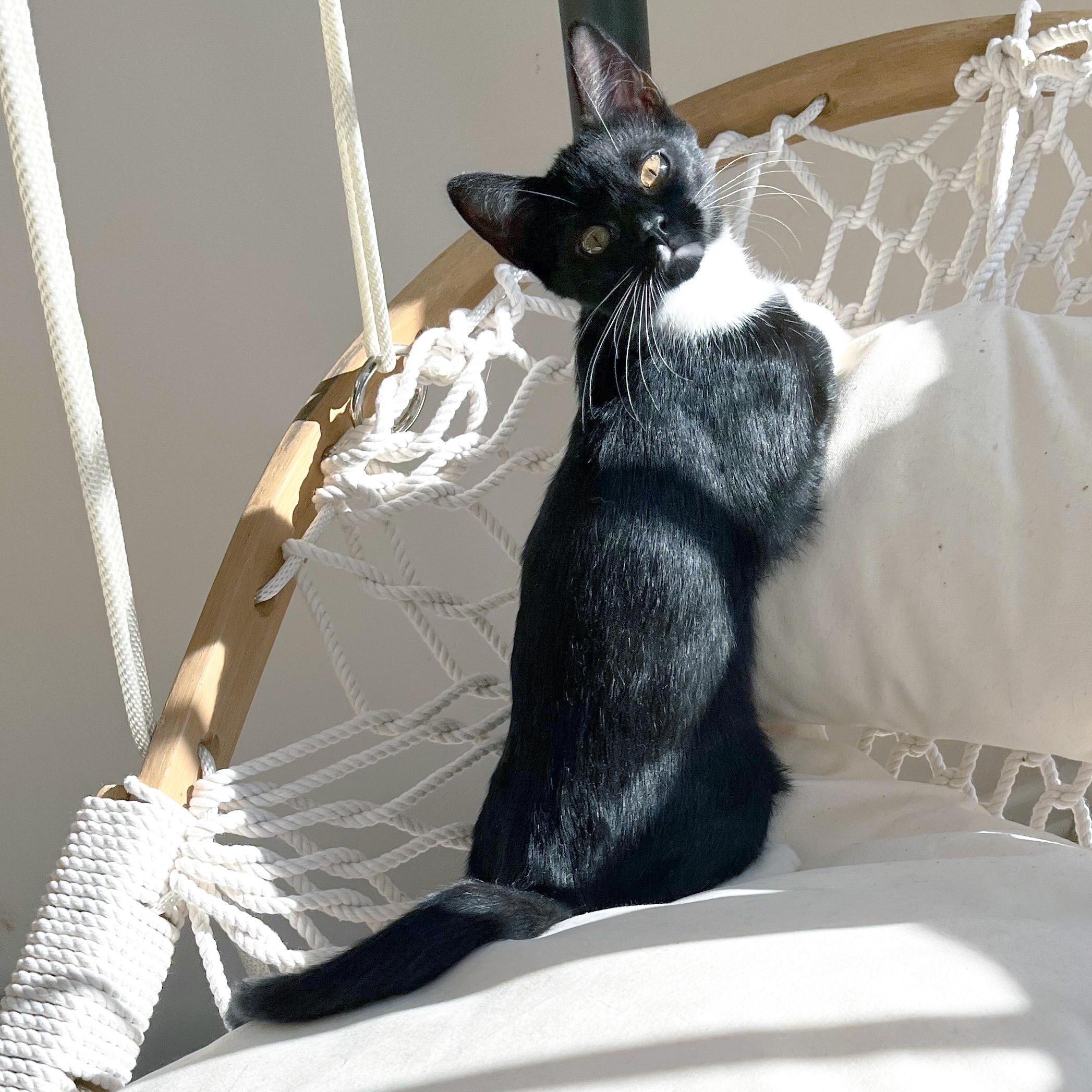 Enlarge Cranberry Sauce, a ADOPTABLE Domestic Short Hair in Apex, NC image 1/6