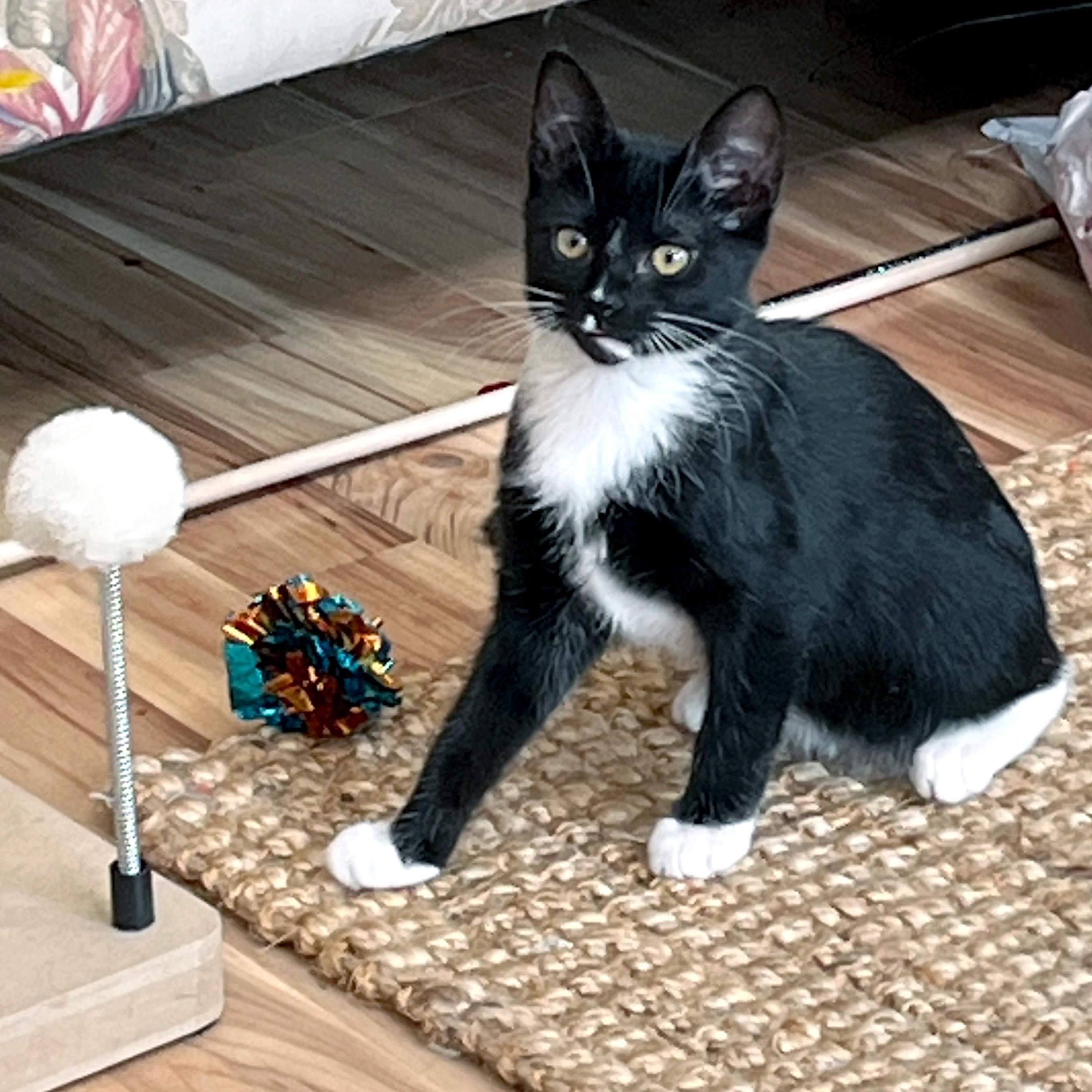 Enlarge Cranberry Sauce, a ADOPTABLE Domestic Short Hair in Apex, NC image 5/6