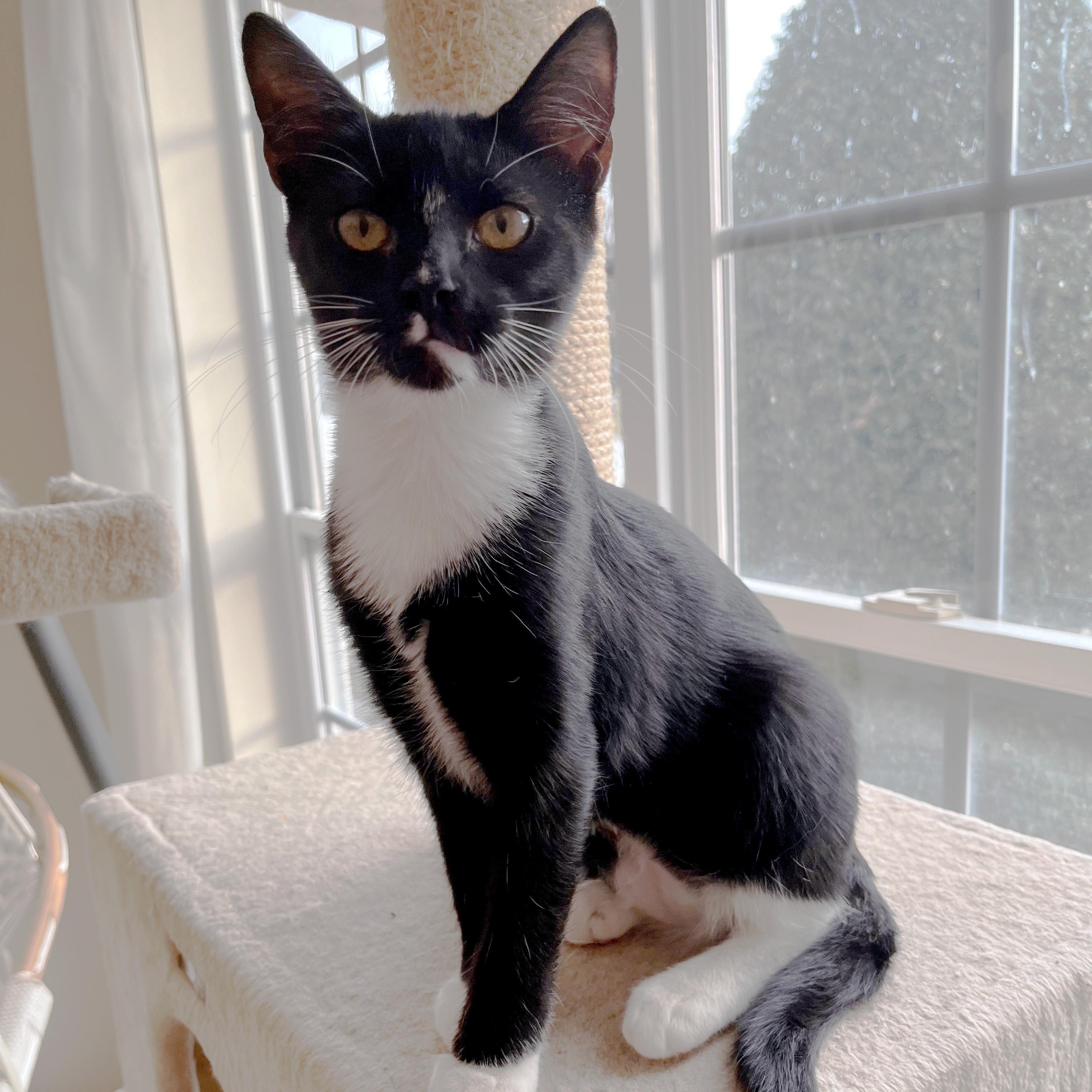 Enlarge Cranberry Sauce, a ADOPTABLE Domestic Short Hair in Apex, NC image 3/6