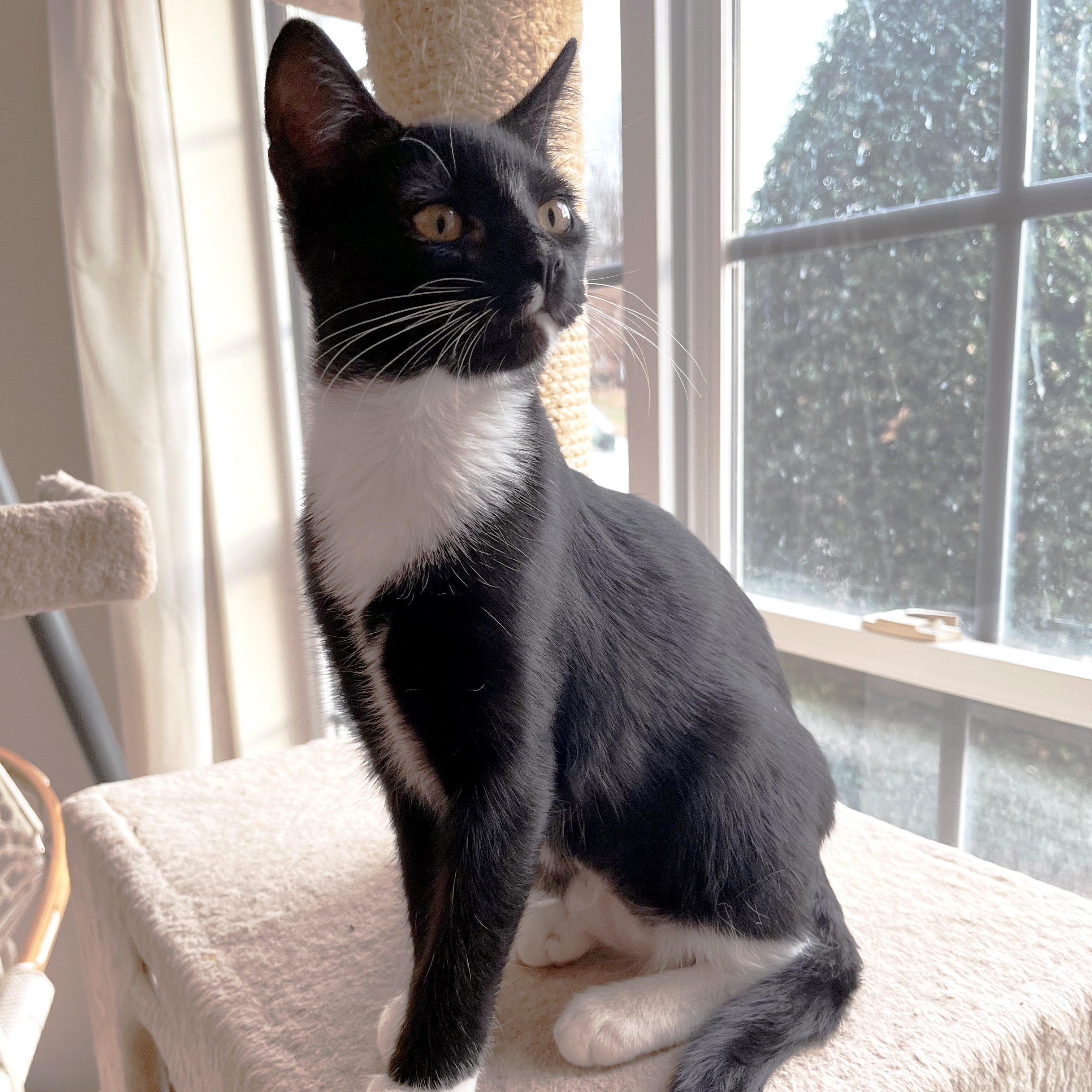 Enlarge Cranberry Sauce, a ADOPTABLE Domestic Short Hair in Apex, NC image 2/6