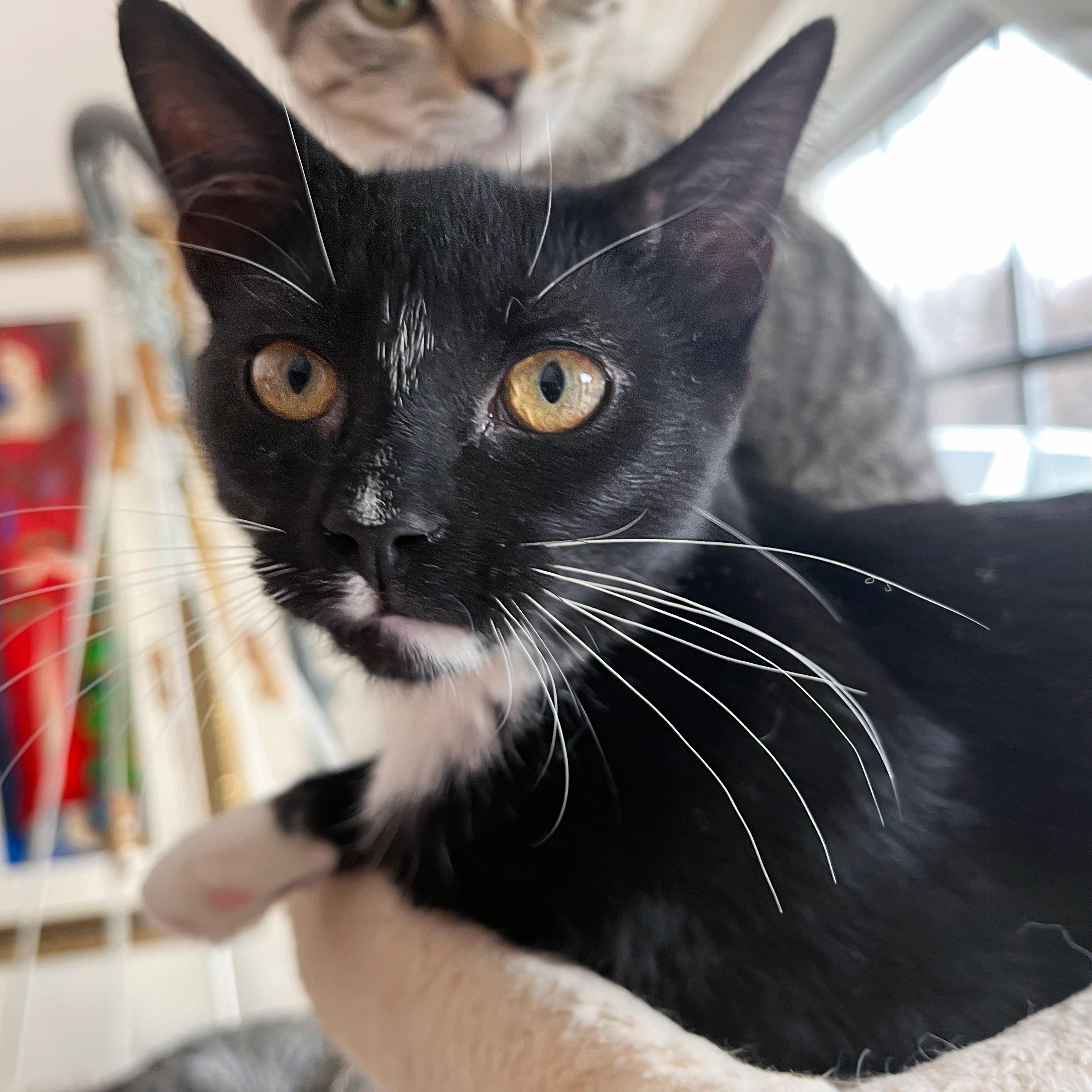 Enlarge Cranberry Sauce, a ADOPTABLE Domestic Short Hair in Apex, NC image 4/6