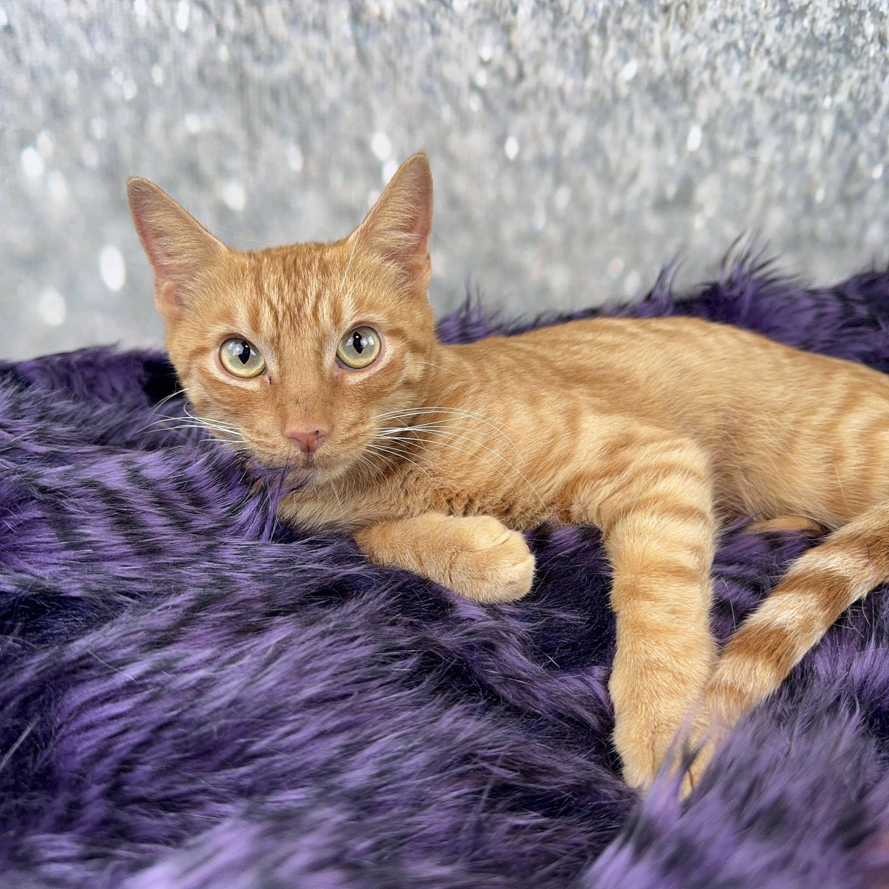 Enlarge Cameron, a ADOPTABLE Domestic Short Hair in Houston, TX image 6/6