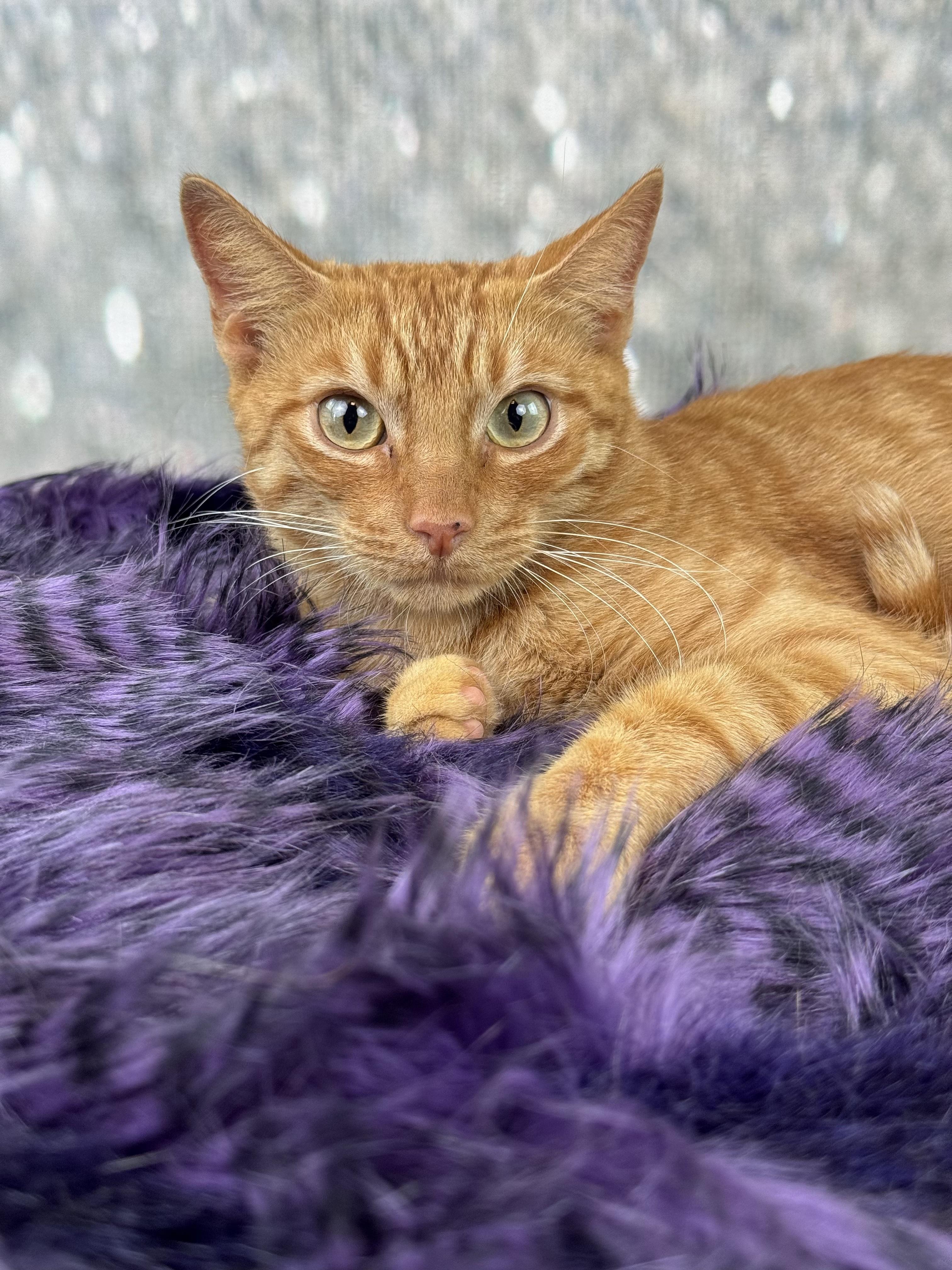 Enlarge Cameron, a ADOPTABLE Domestic Short Hair in Houston, TX image 5/6