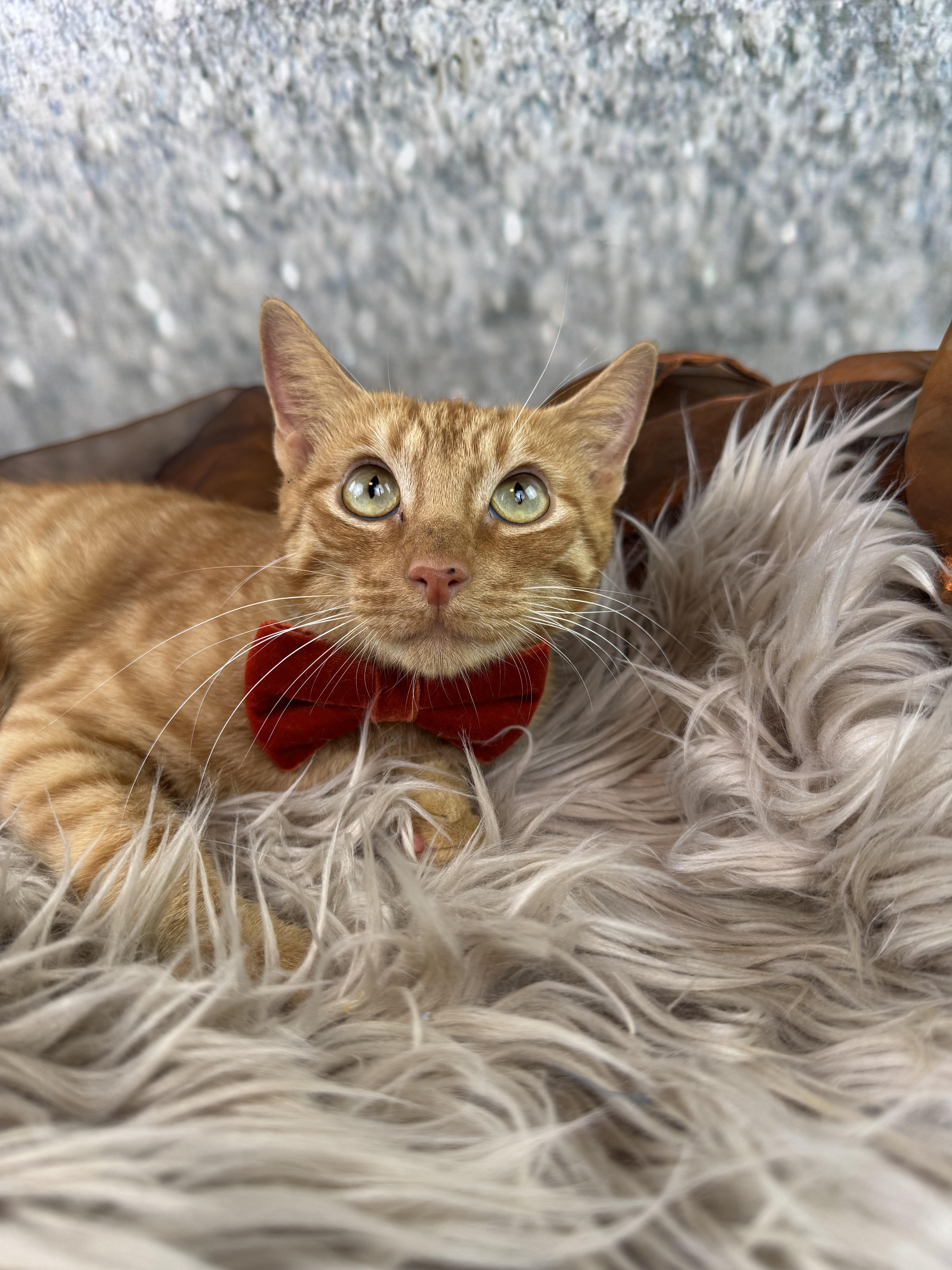 Enlarge Cameron, a ADOPTABLE Domestic Short Hair in Houston, TX image 3/6