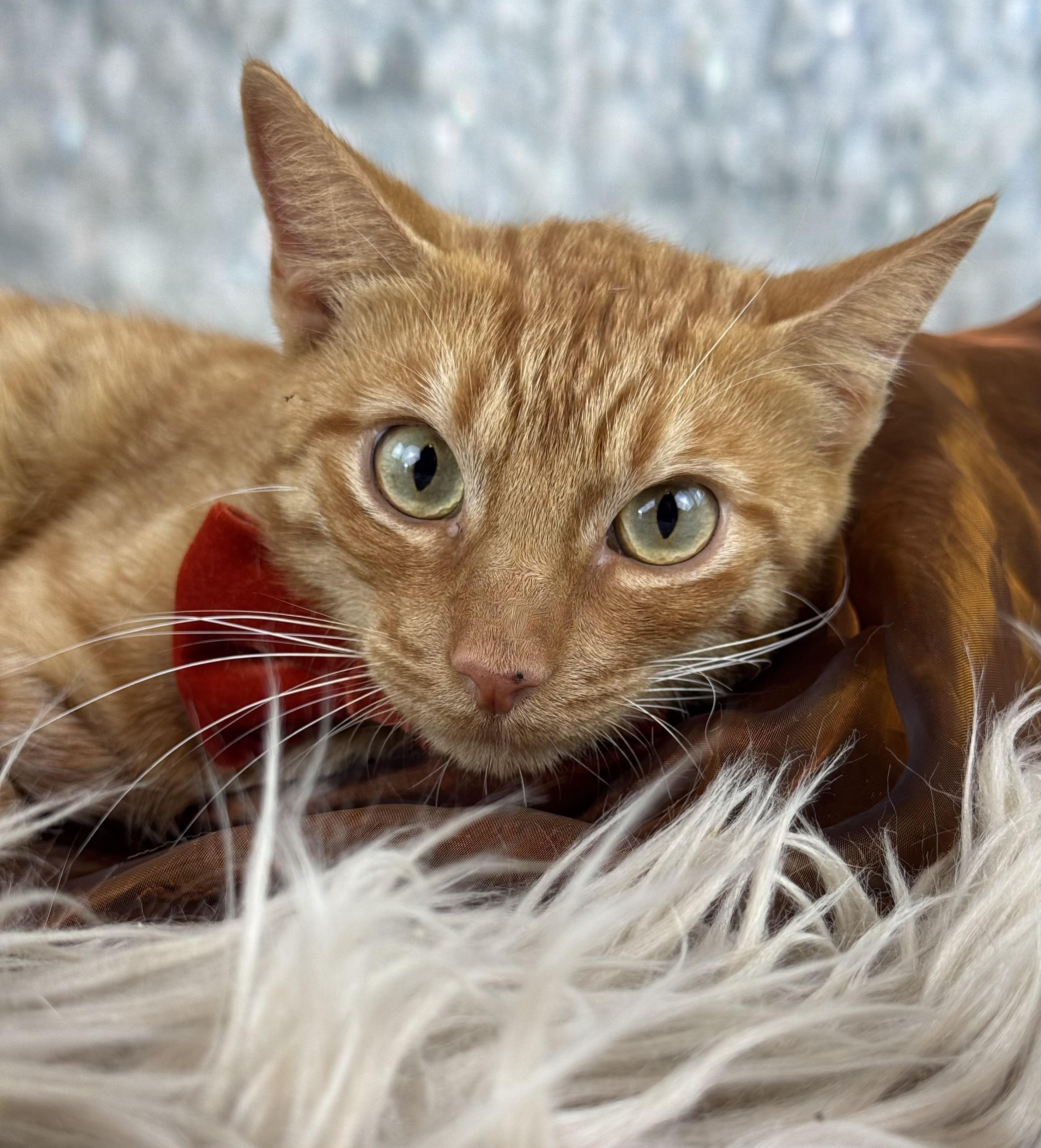 Cameron, ADOPTABLE, Kitten Male Domestic Short Hair.