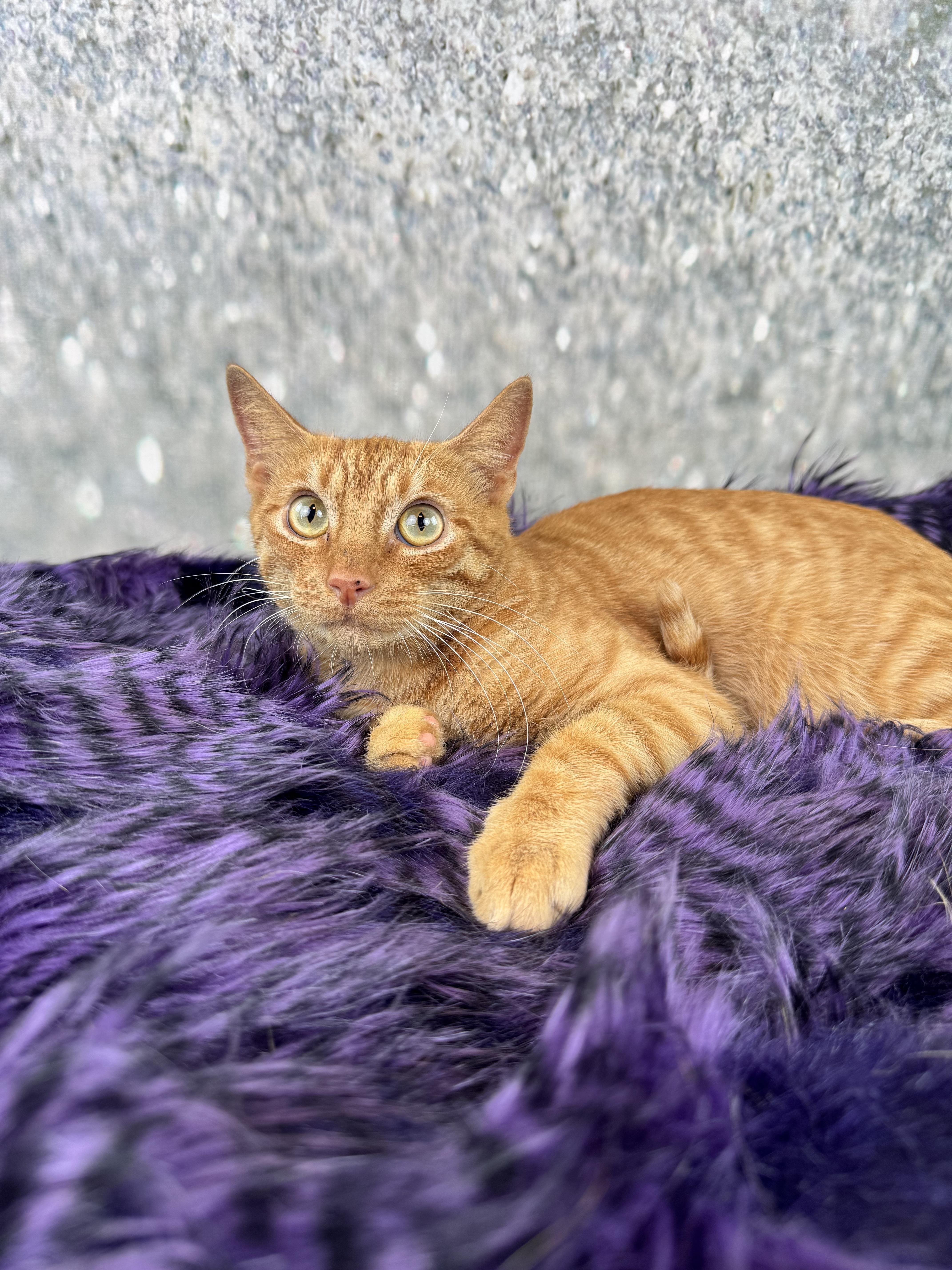 Enlarge Cameron, a ADOPTABLE Domestic Short Hair in Houston, TX image 4/6