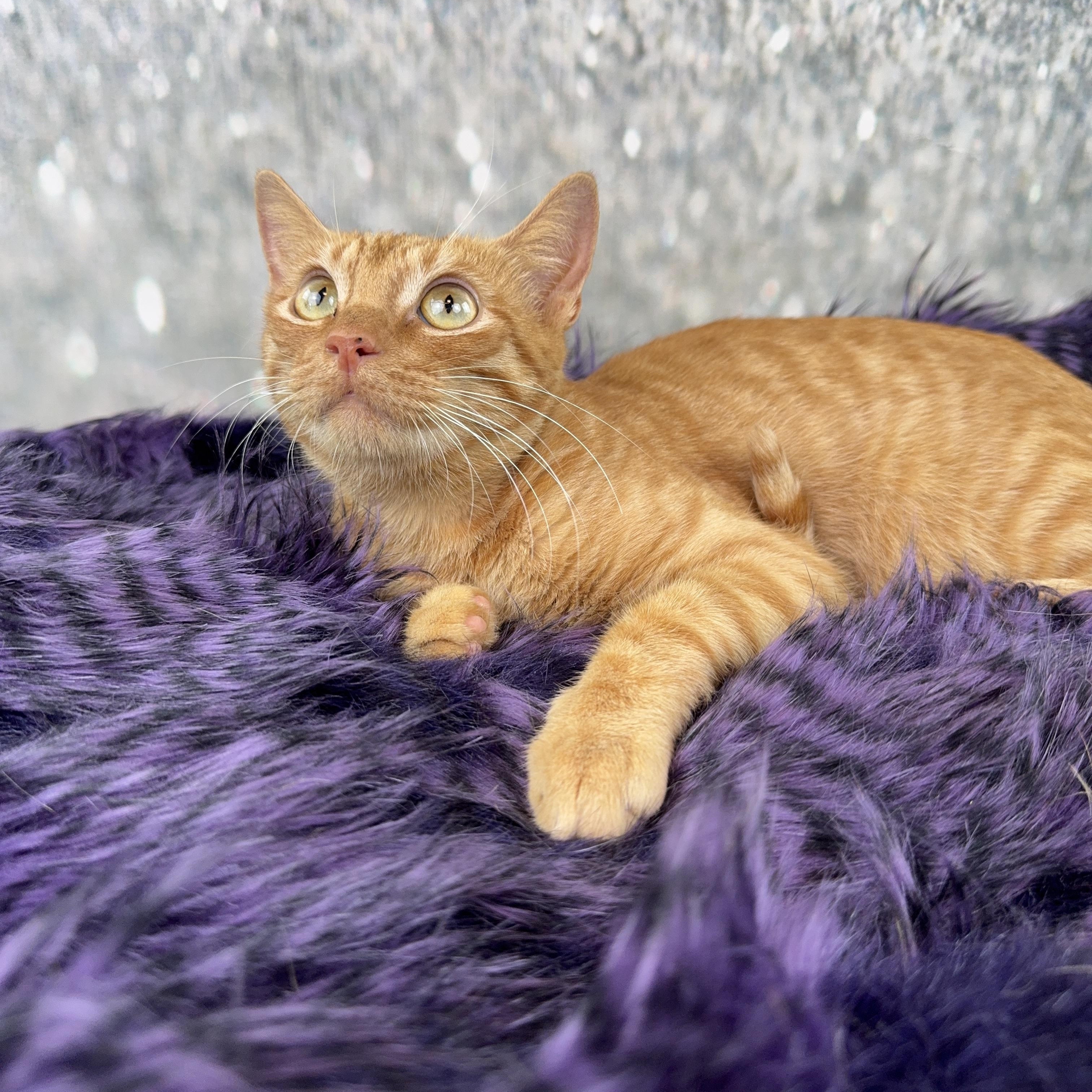 Enlarge Cameron, a ADOPTABLE Domestic Short Hair in Houston, TX image 2/6