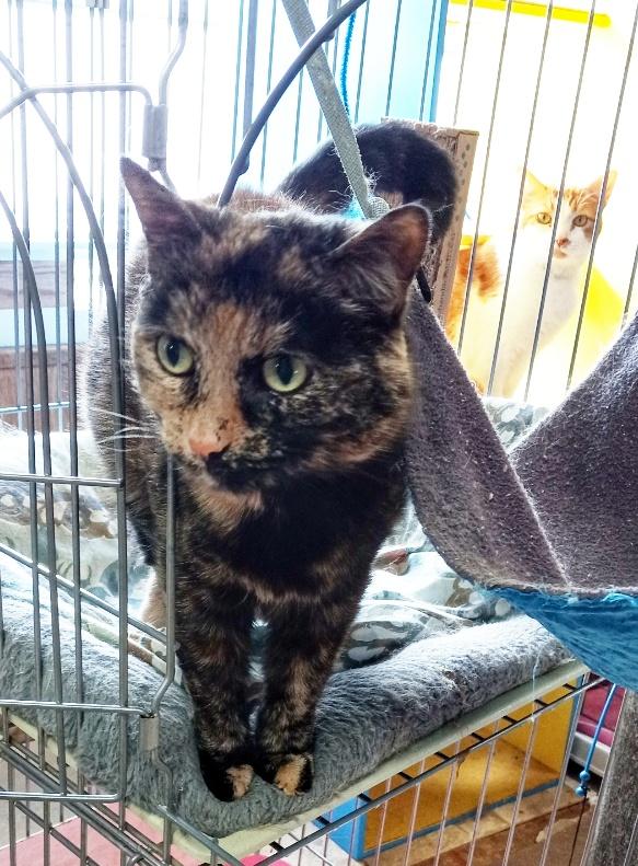 Emma, Adult Female Domestic Short Hair