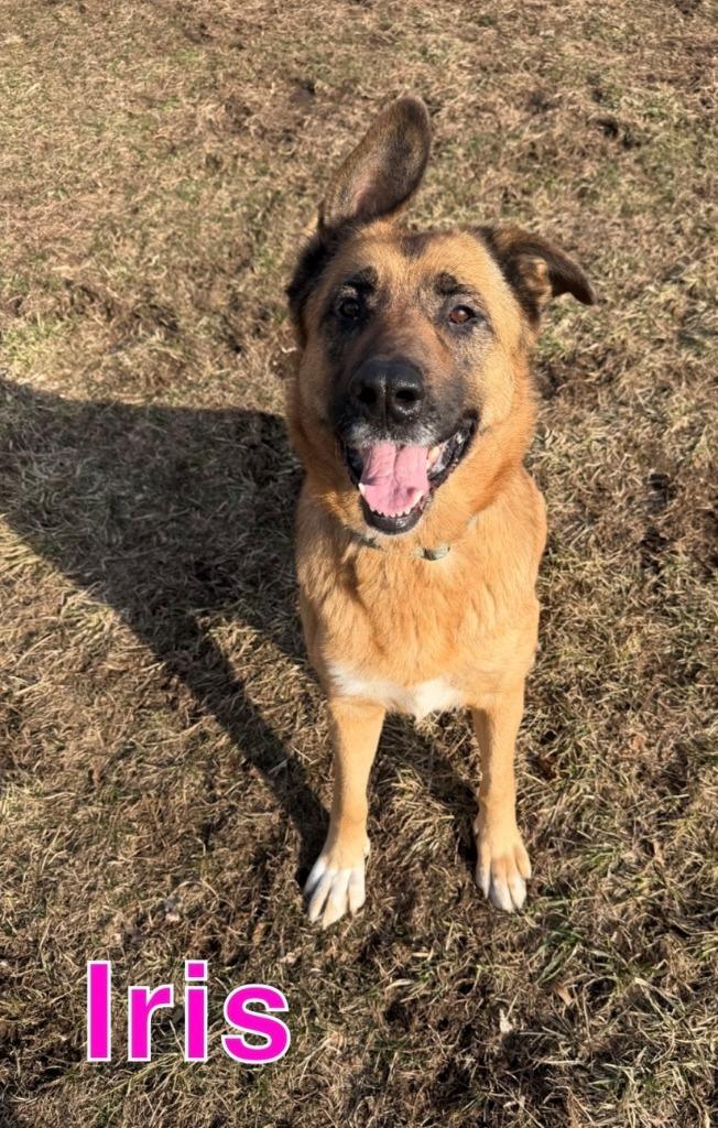 Enlarge IRIS, a Adoptable mixed breed in Hastings, MI image 1/5