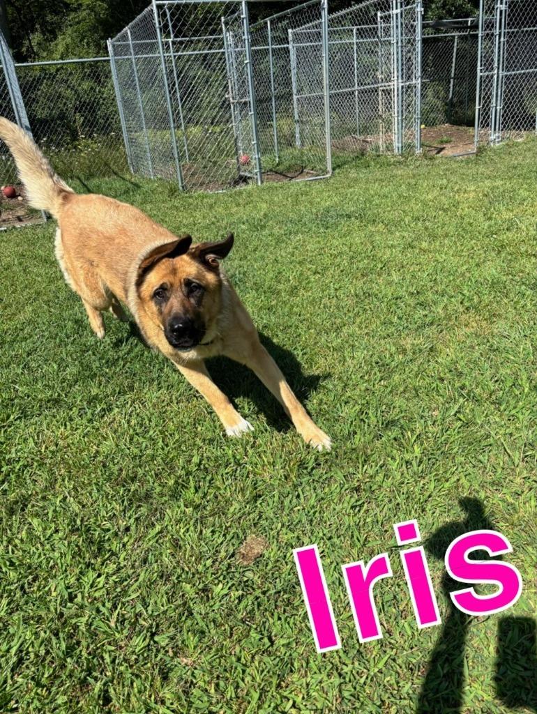 Enlarge IRIS, a Adoptable mixed breed in Hastings, MI image 2/5