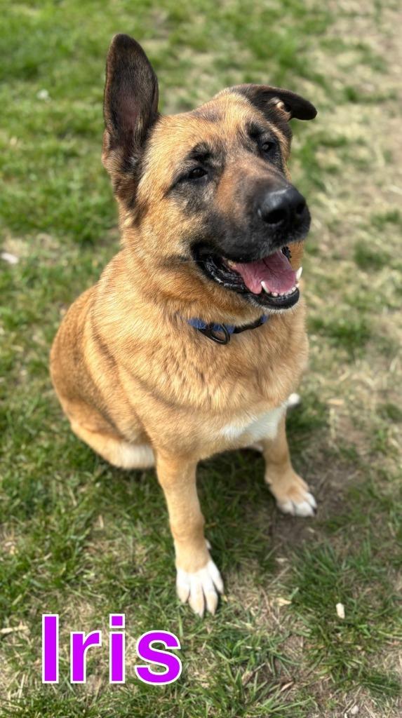 Enlarge IRIS, a Adoptable mixed breed in Hastings, MI image 3/5