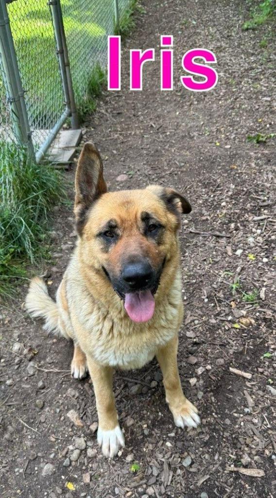Enlarge IRIS, a Adoptable mixed breed in Hastings, MI image 4/5