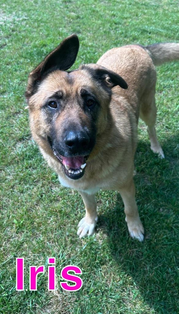 Enlarge IRIS, a Adoptable mixed breed in Hastings, MI image 5/5