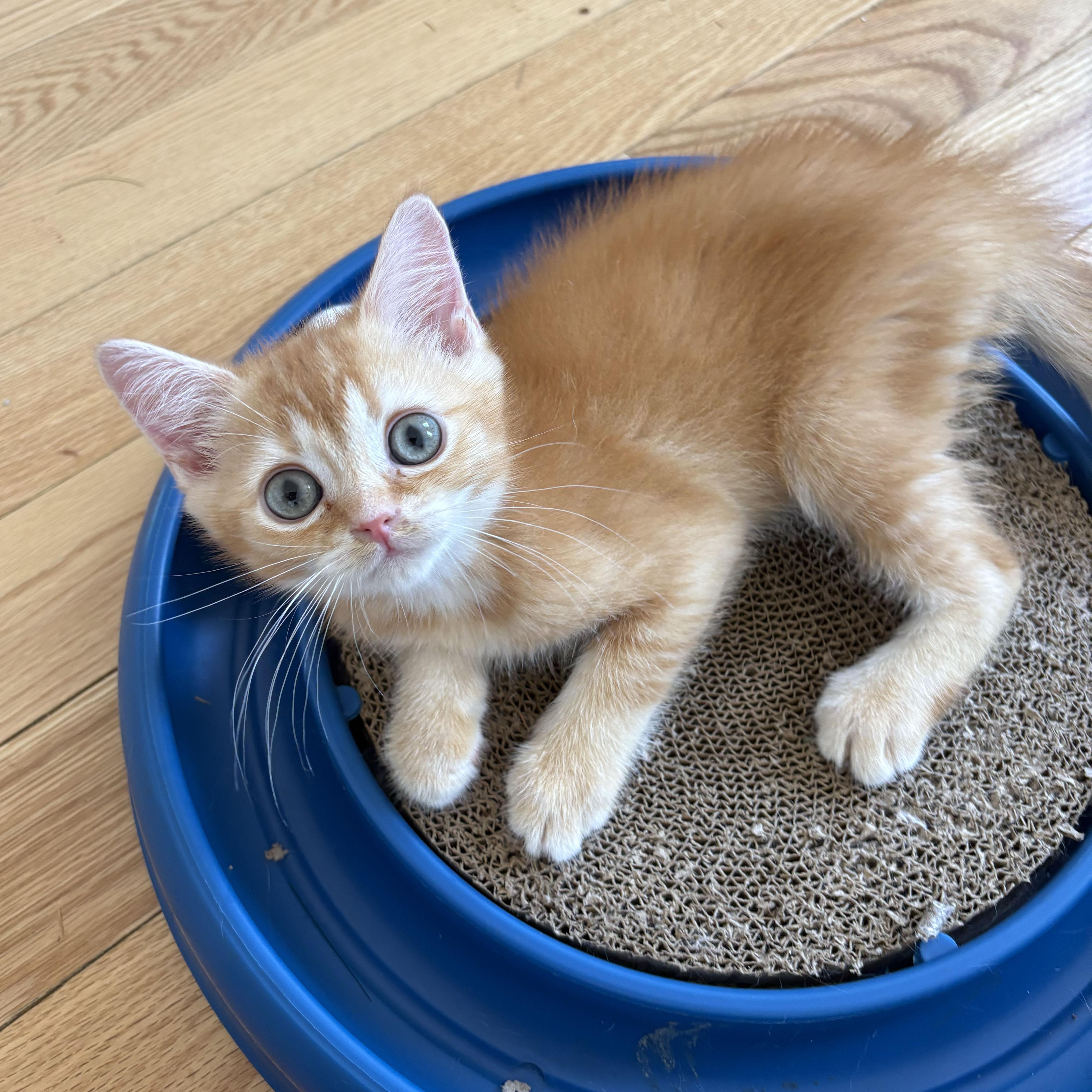 Enlarge Thyone, an adopted mixed breed in BROOKLYN, NY image 4/6