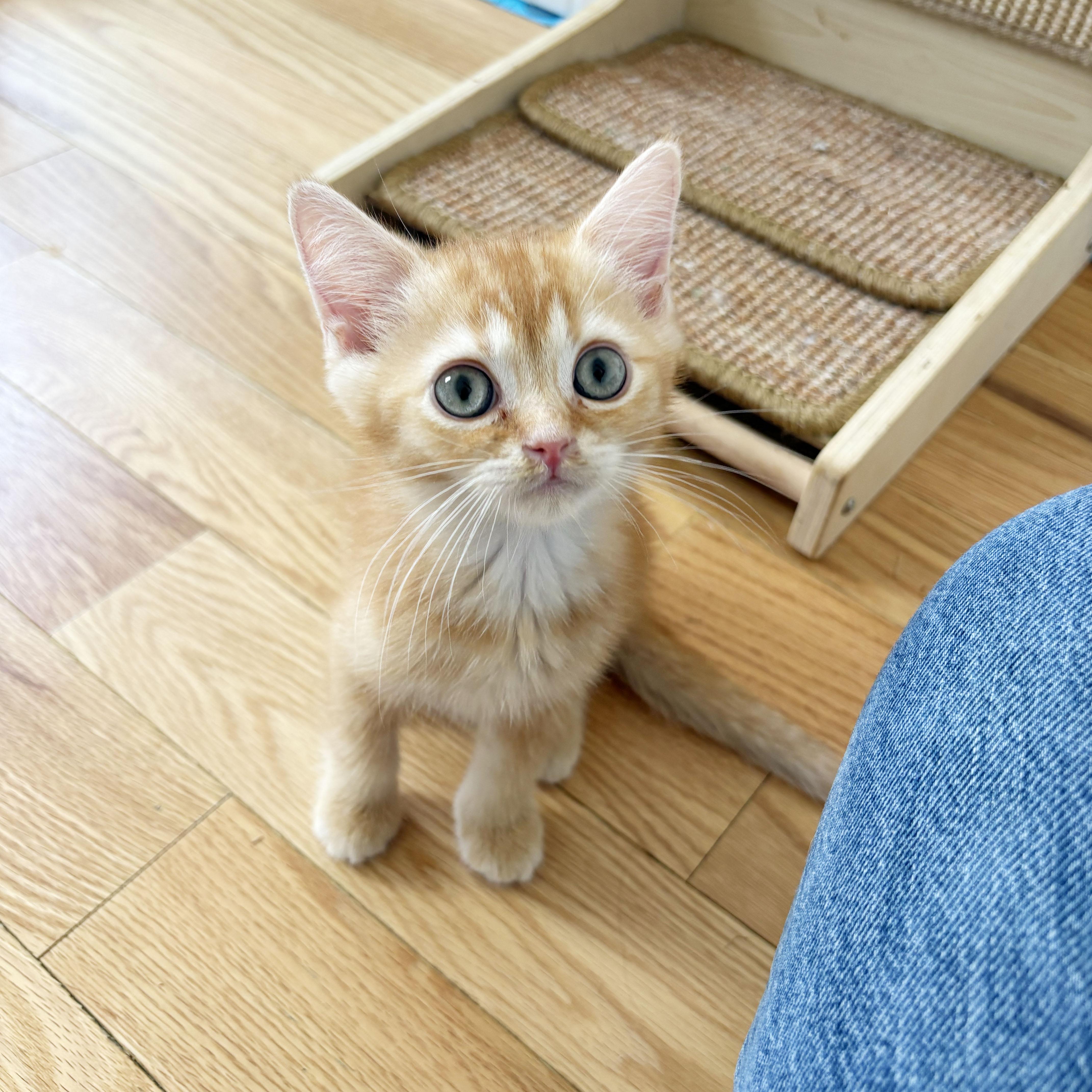 Enlarge Thyone, an adopted mixed breed in BROOKLYN, NY image 5/6