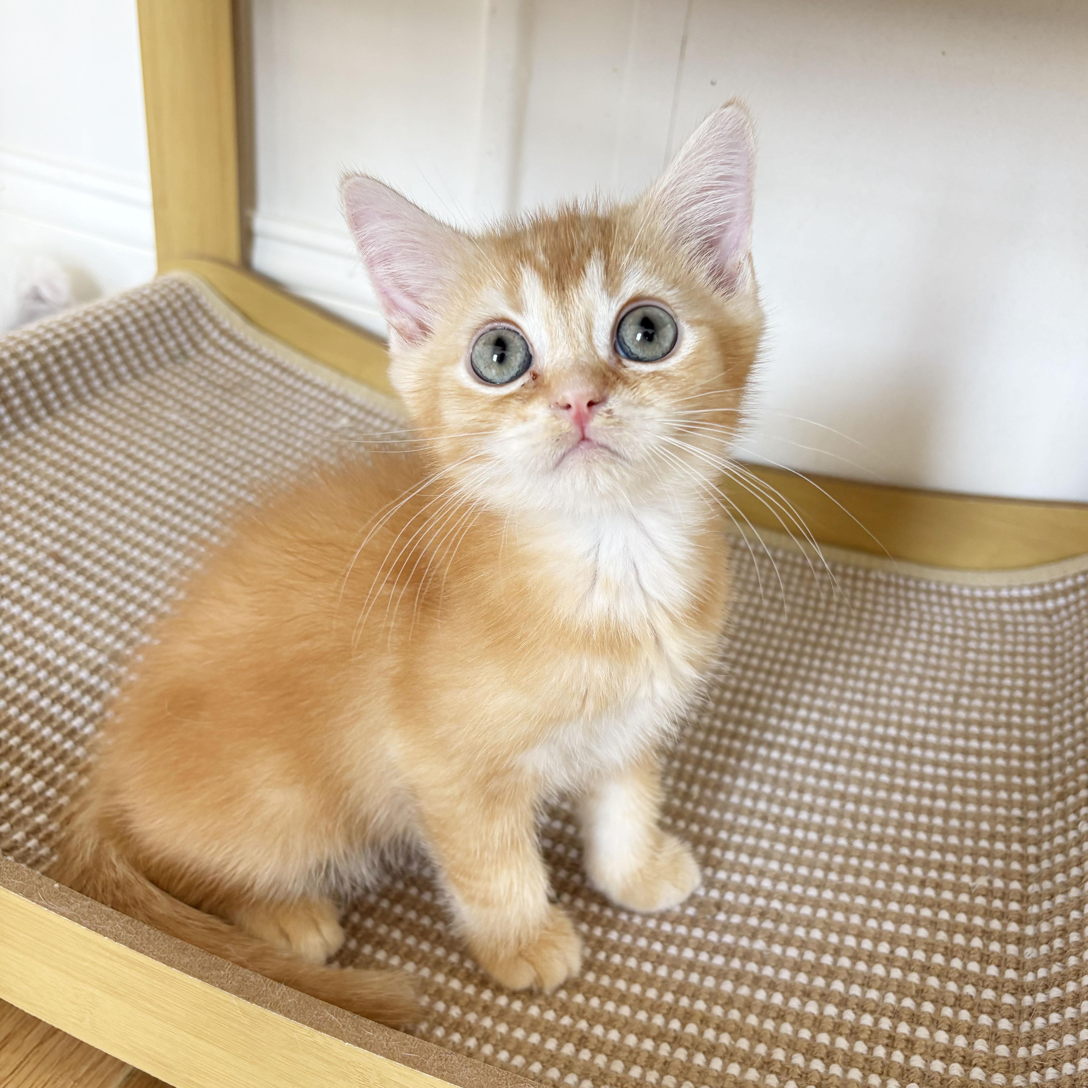 Thyone, adopted, Kitten Male Scottish Fold & British Shorthair.