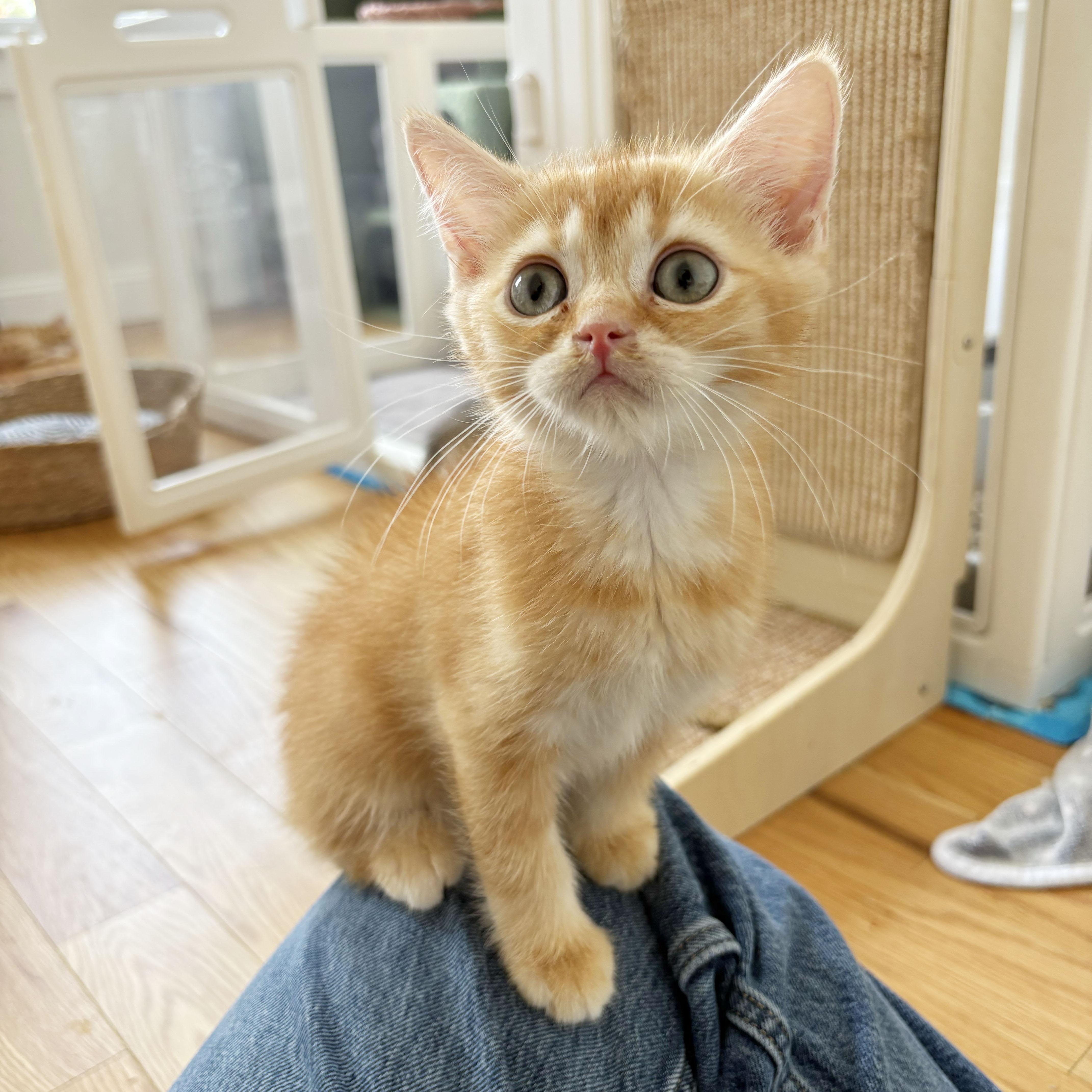 Enlarge Thyone, an adopted mixed breed in BROOKLYN, NY image 2/6