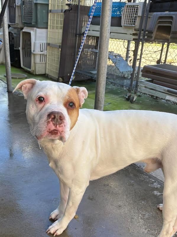 Taz, ADOPTABLE, Adult Male Pit Bull Terrier.