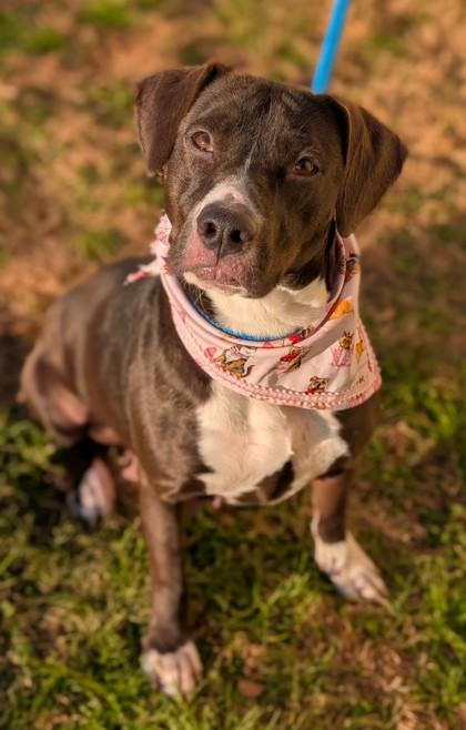 Claudia, Adoptable, Adult Female Labrador Retriever & Mixed Breed.