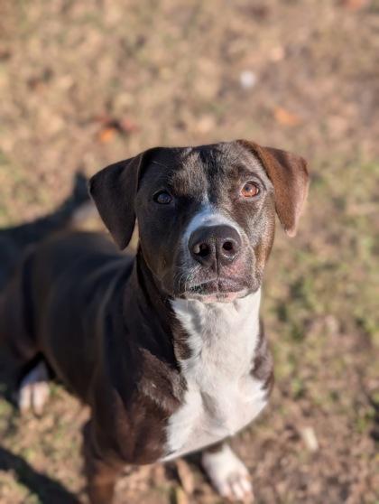 Claudia, Adoptable, Adult Female Labrador Retriever & Mixed Breed.