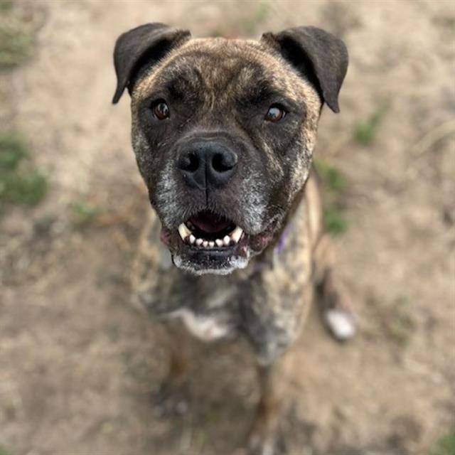 KODA, Adoptable, Adult Male Boxer & Mixed Breed.