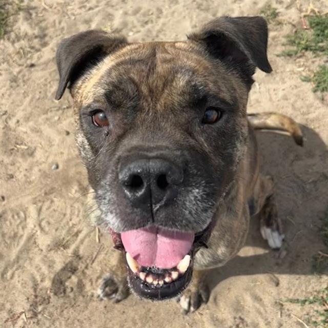KODA, Adoptable, Adult Male Boxer & Mixed Breed.