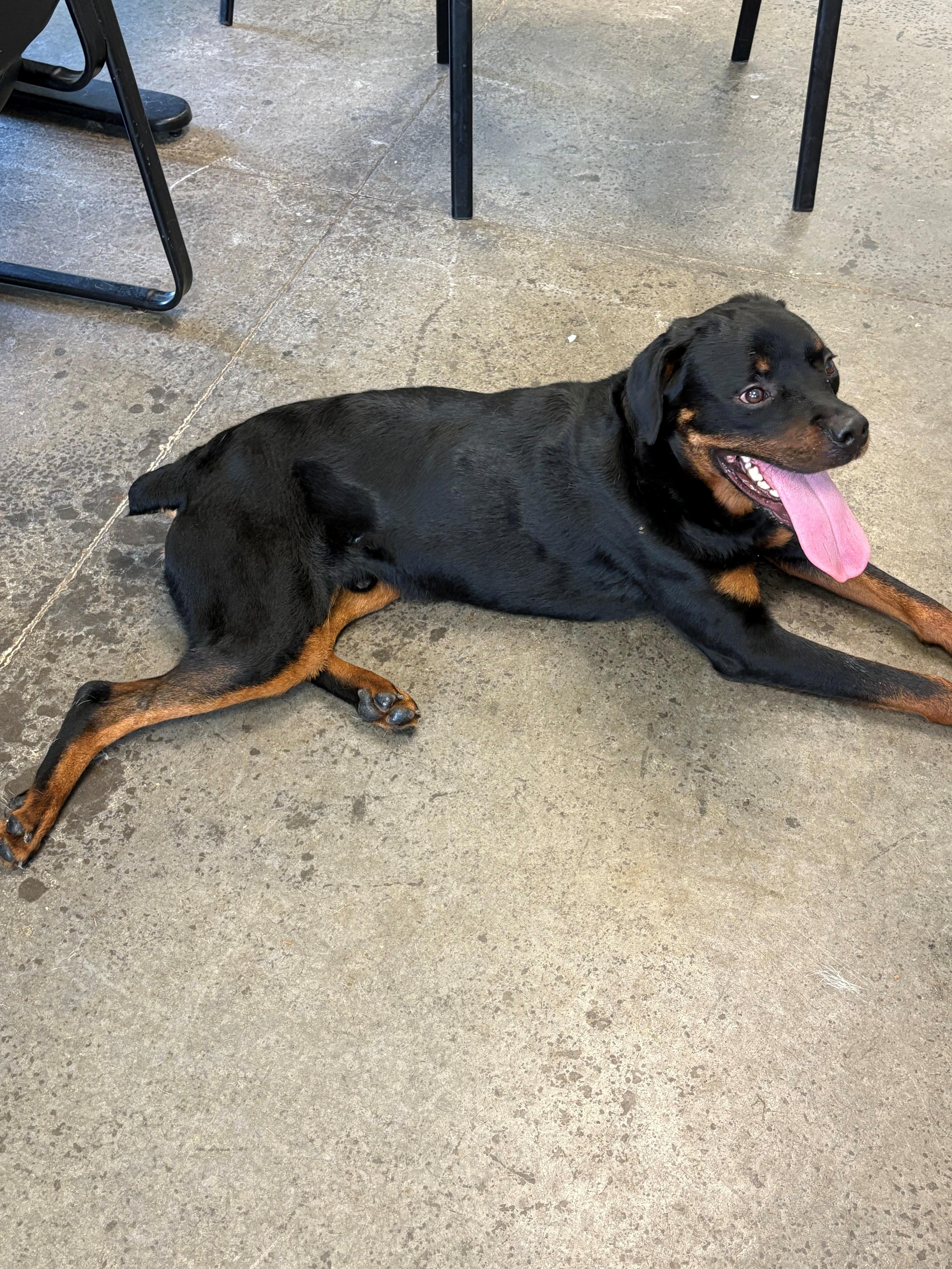 Pajama Party, Adopted, Young Male Rottweiler.