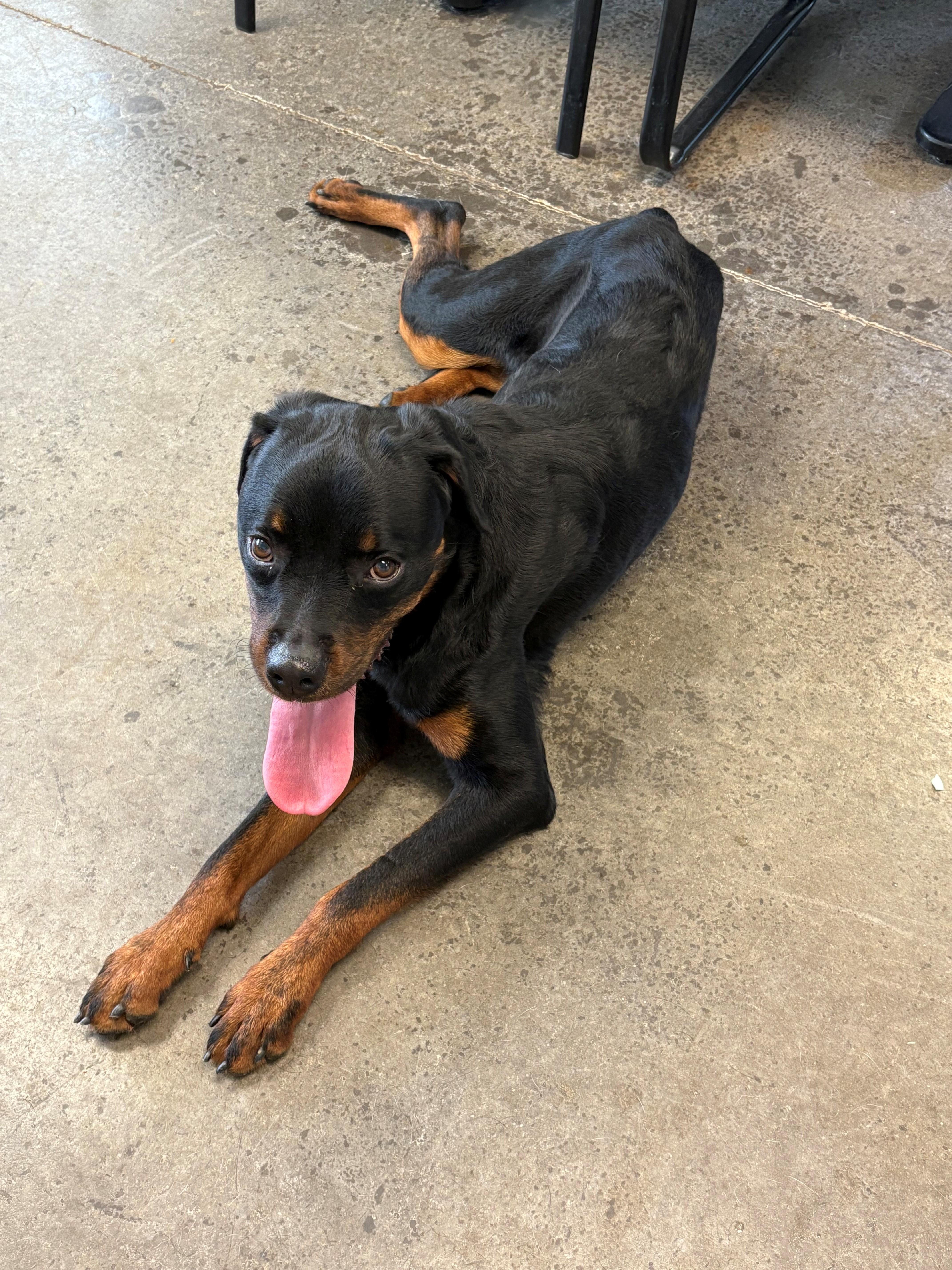 Enlarge Pajama Party, a Adopted Rottweiler in Lincoln, NE image 4/6