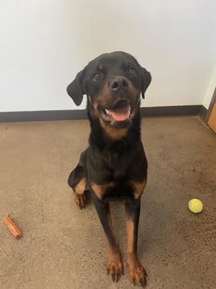 Enlarge Pajama Party, a Adopted Rottweiler in Lincoln, NE image 5/6