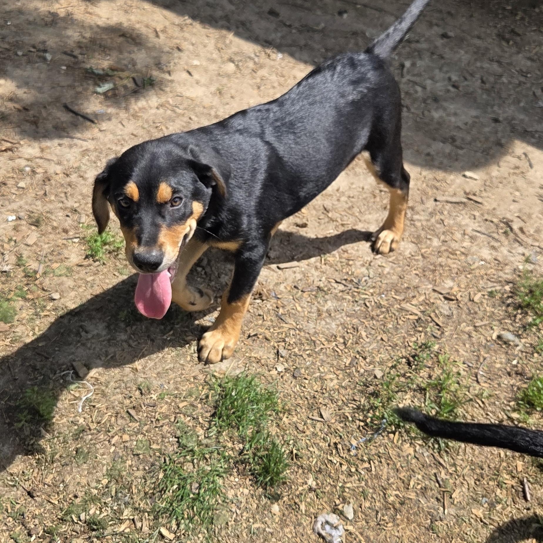 Enlarge Capone, a Adopted mixed breed in Muncie, IN image 2/6