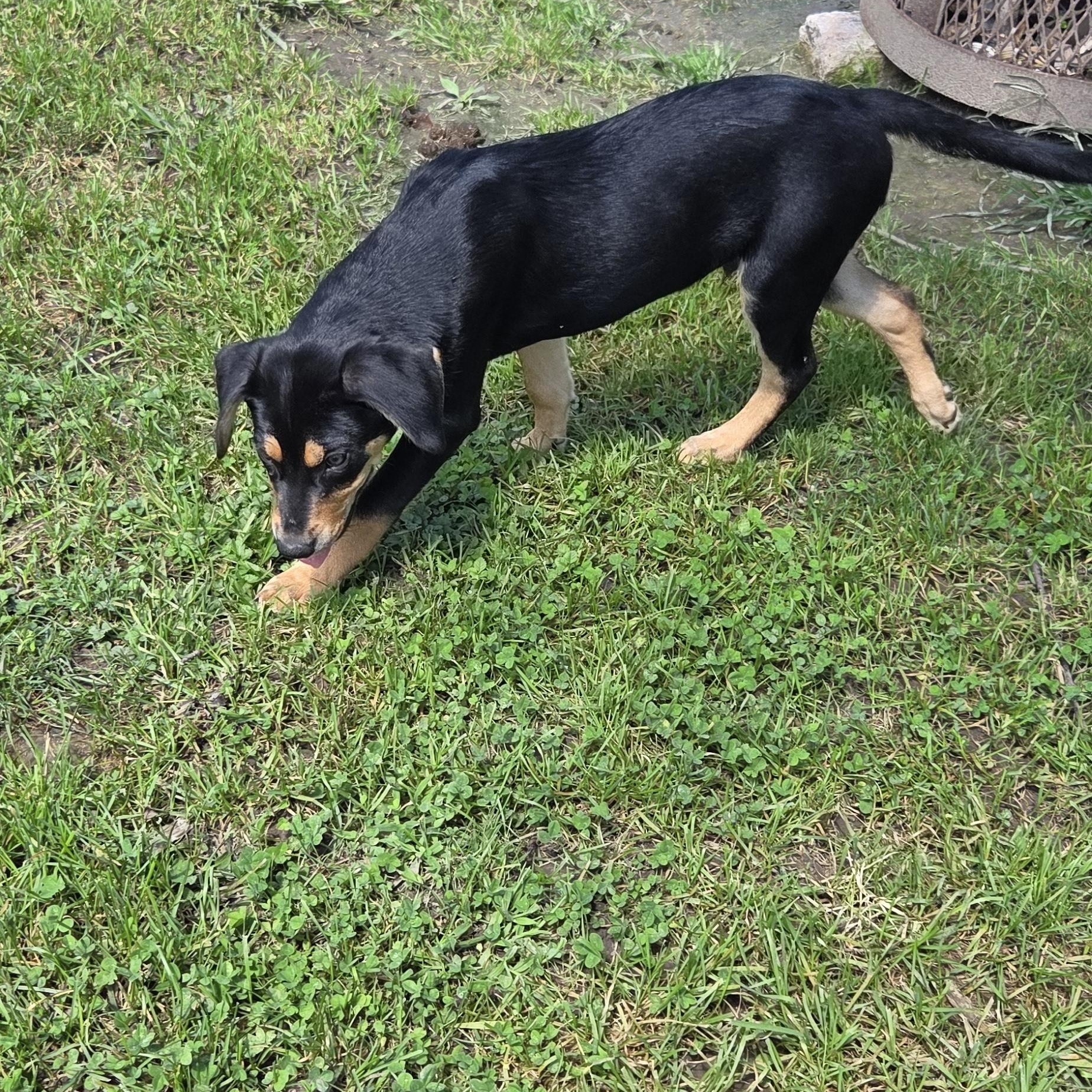 Enlarge Capone, a Adopted mixed breed in Muncie, IN image 5/6