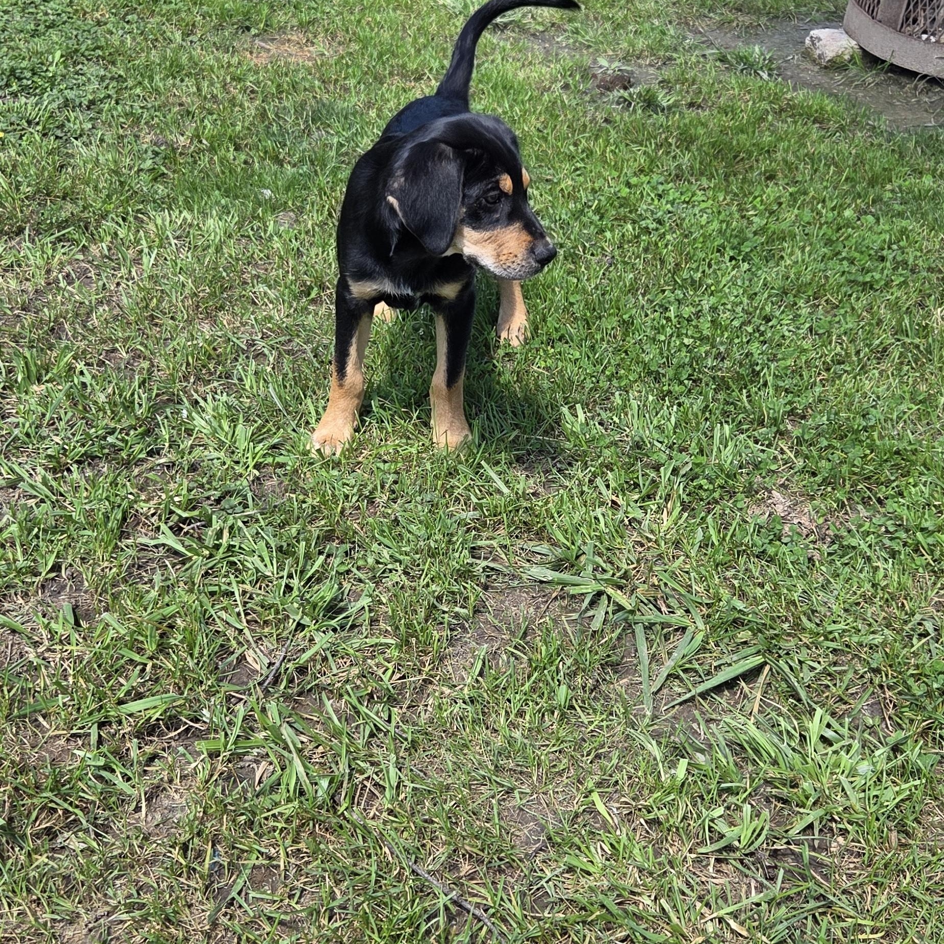 Enlarge Capone, a Adopted mixed breed in Muncie, IN image 4/6