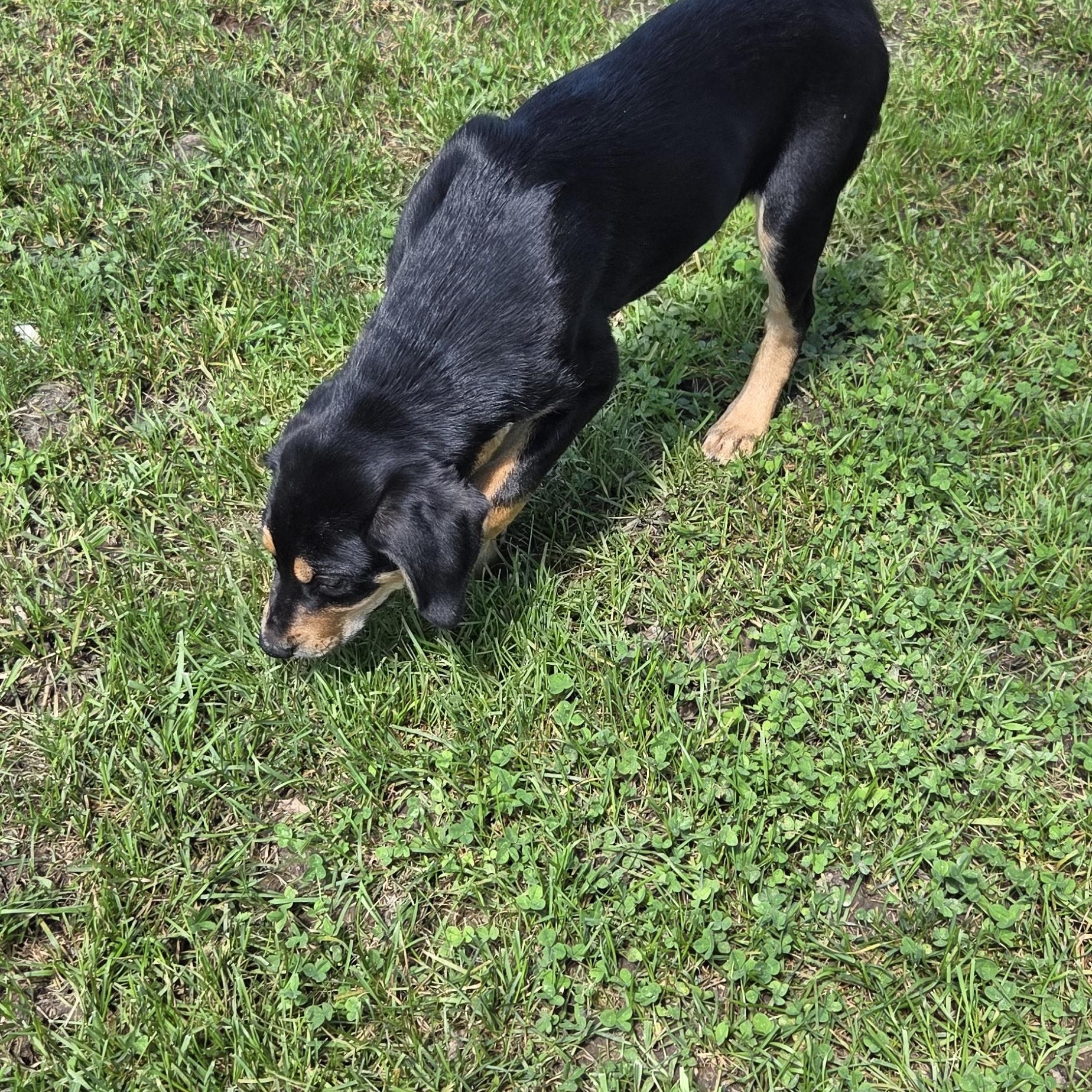 Enlarge Capone, a Adopted mixed breed in Muncie, IN image 6/6