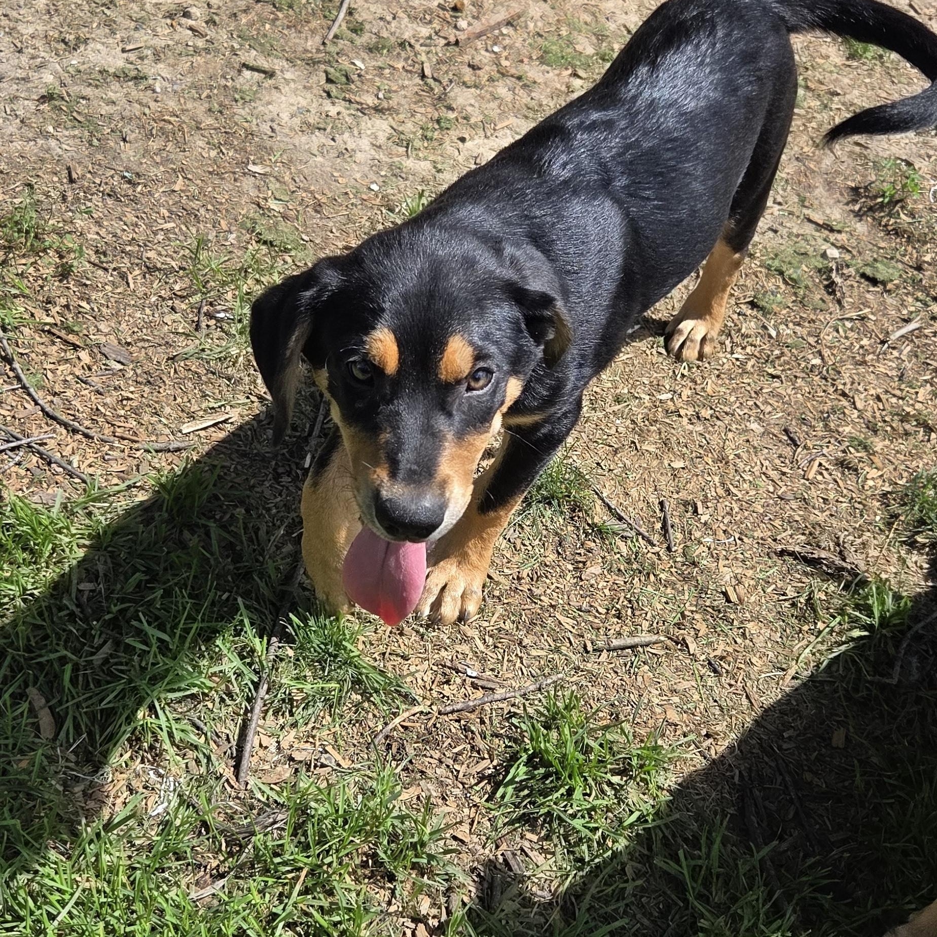 Enlarge Capone, a Adopted mixed breed in Muncie, IN image 3/6